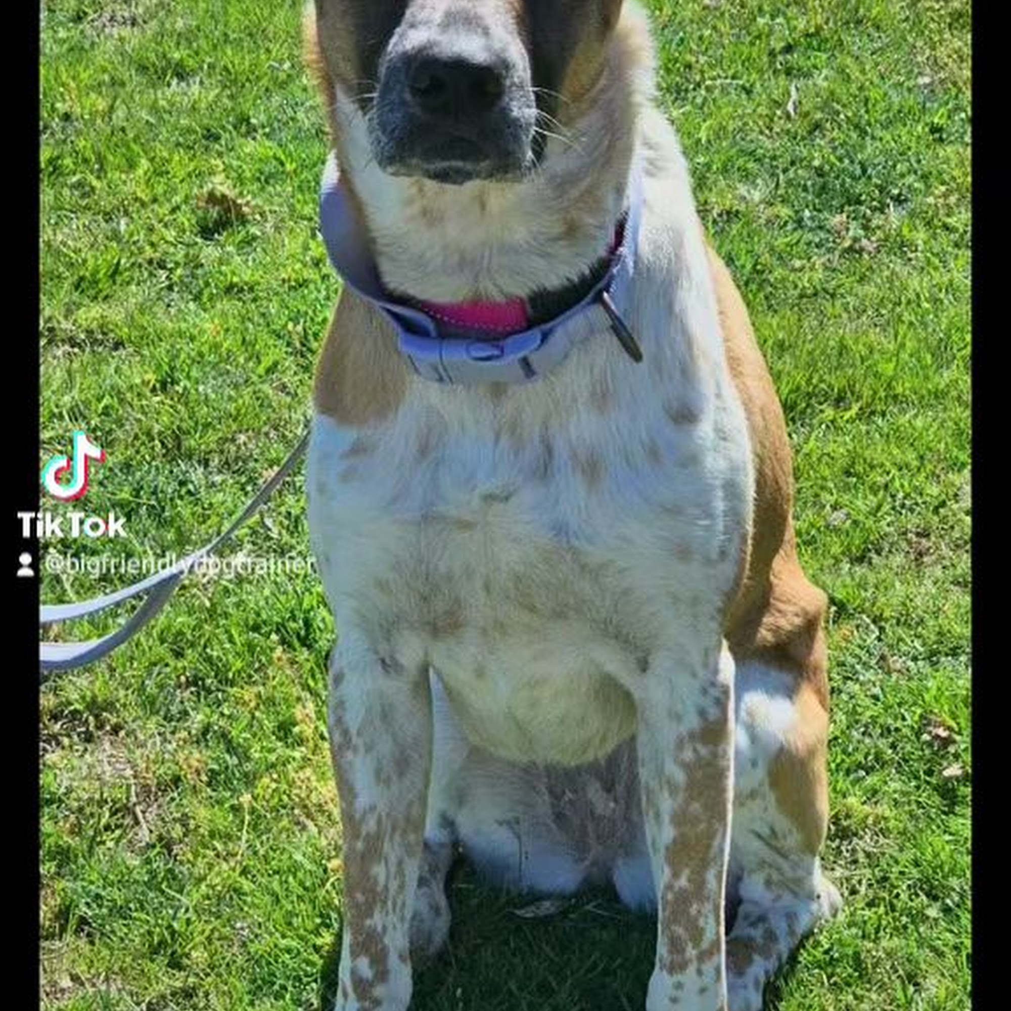 Big Friendly Dog Training Edmond