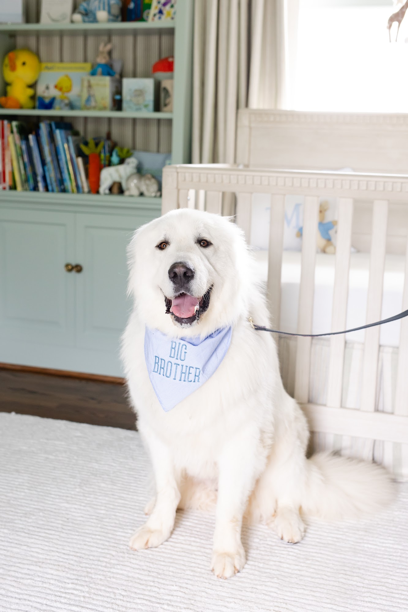 Greatest American Dog Trainers Edmond