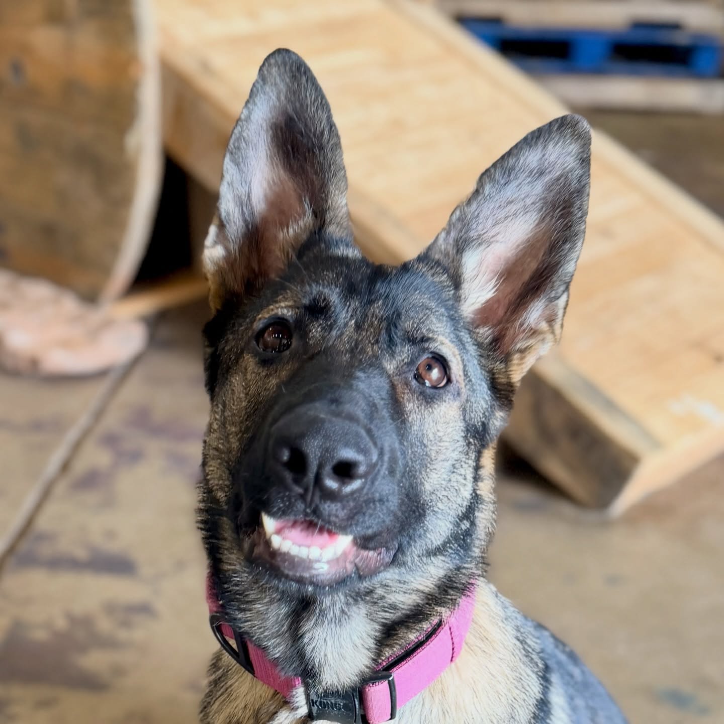 Greatest American Dog Trainers Edmond
