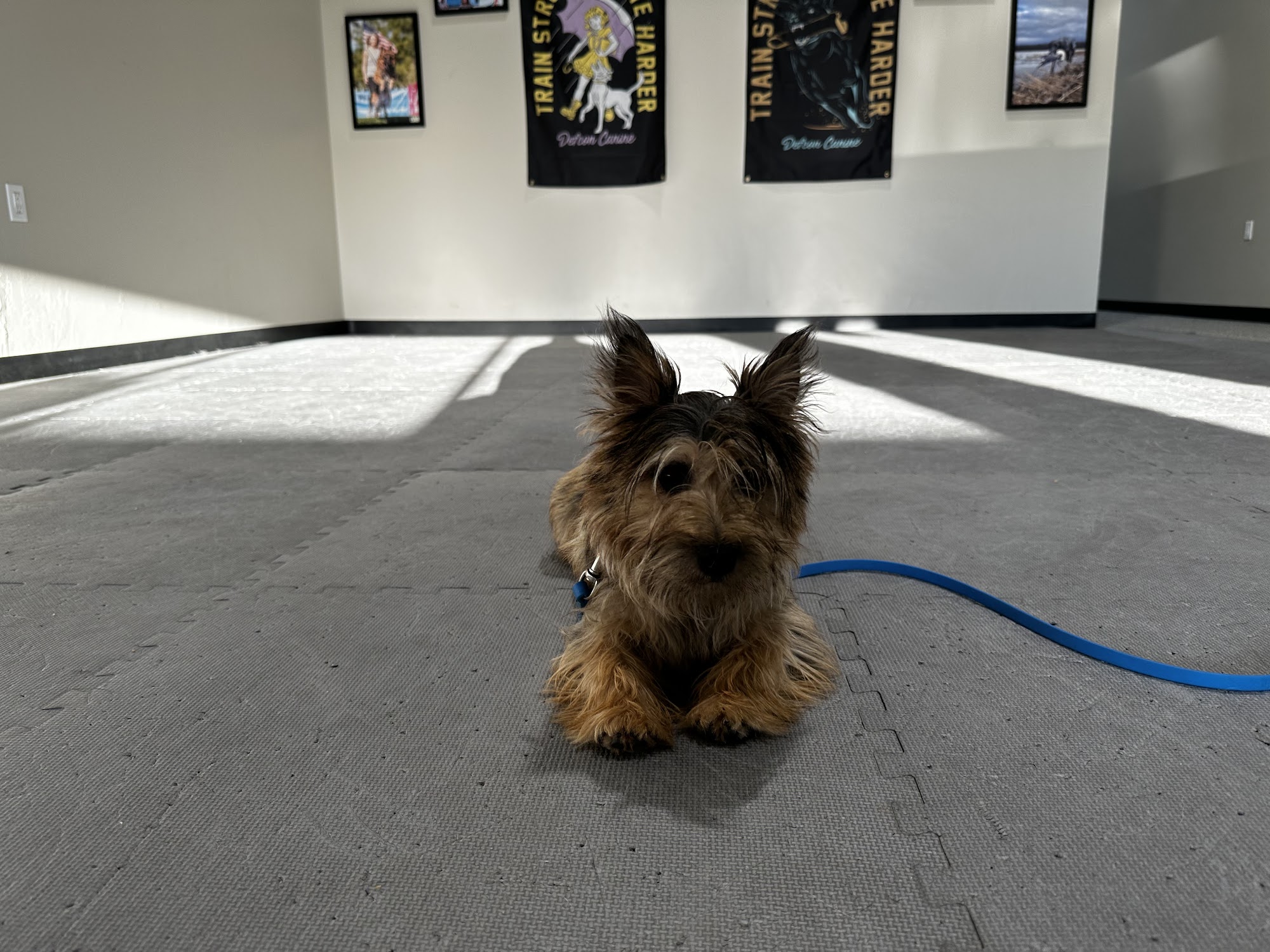 Hund + Soul Dog Training Edmond