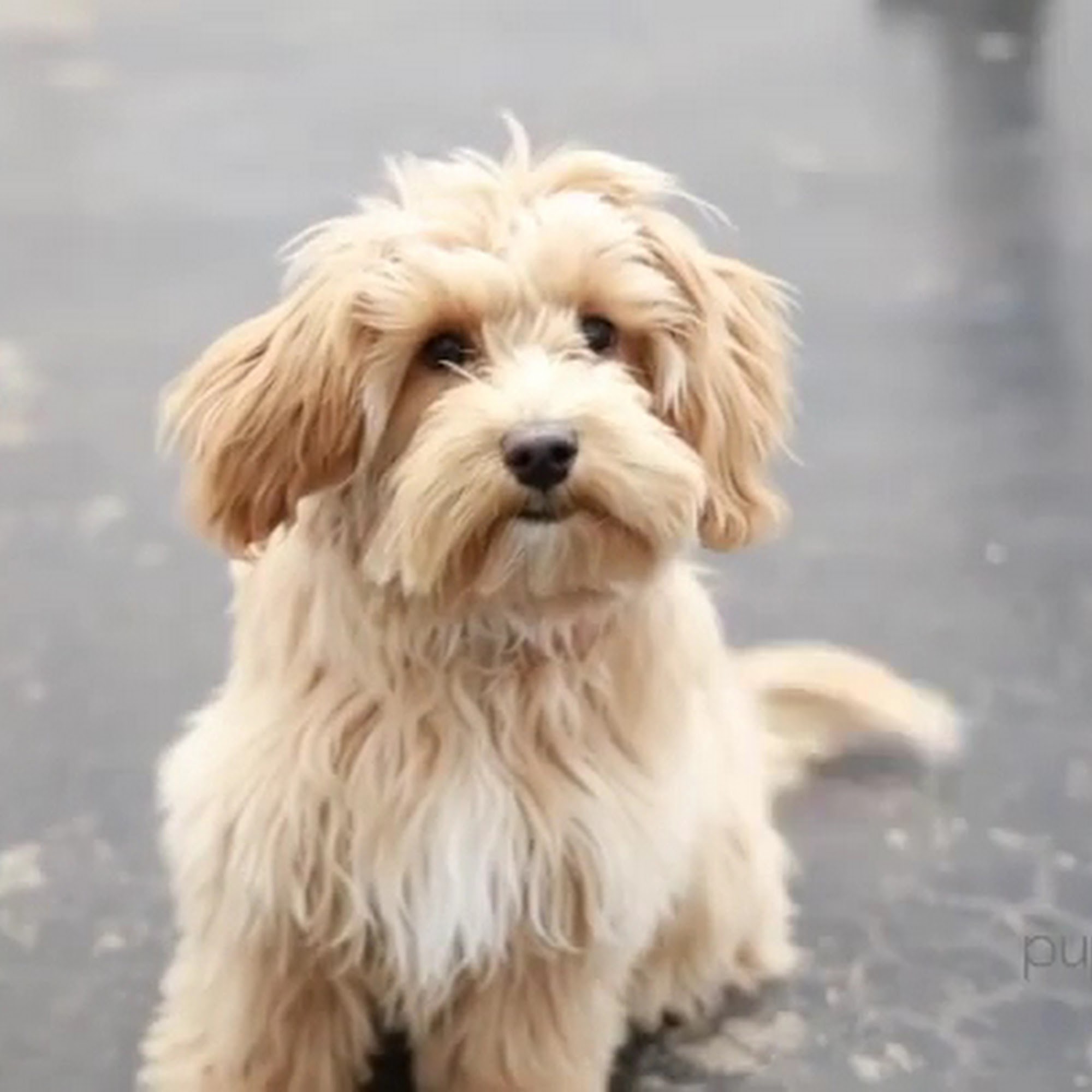 Puppy Paws Hotel & Spa Edmond