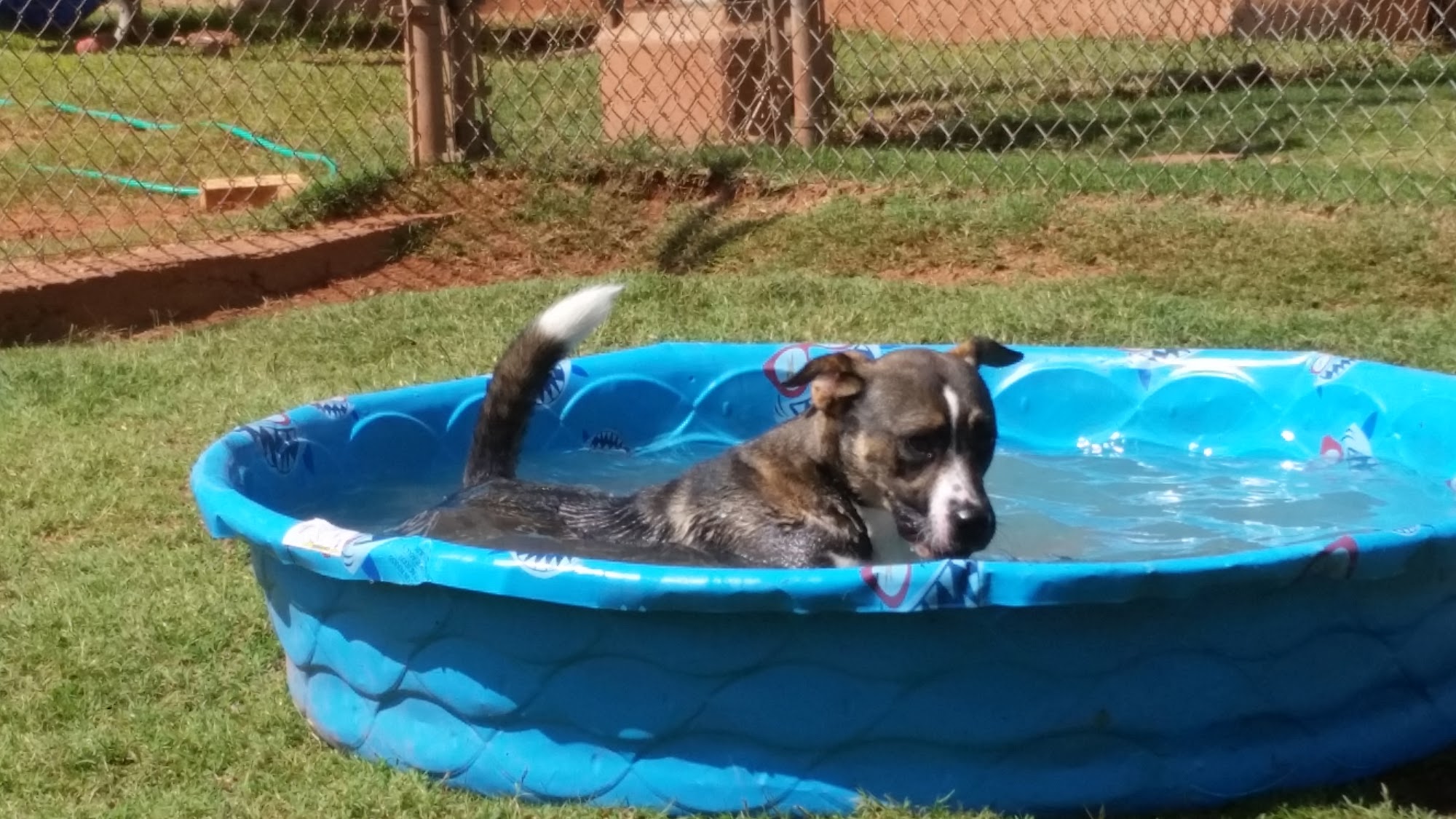 Edmond Animal Shelter Edmond