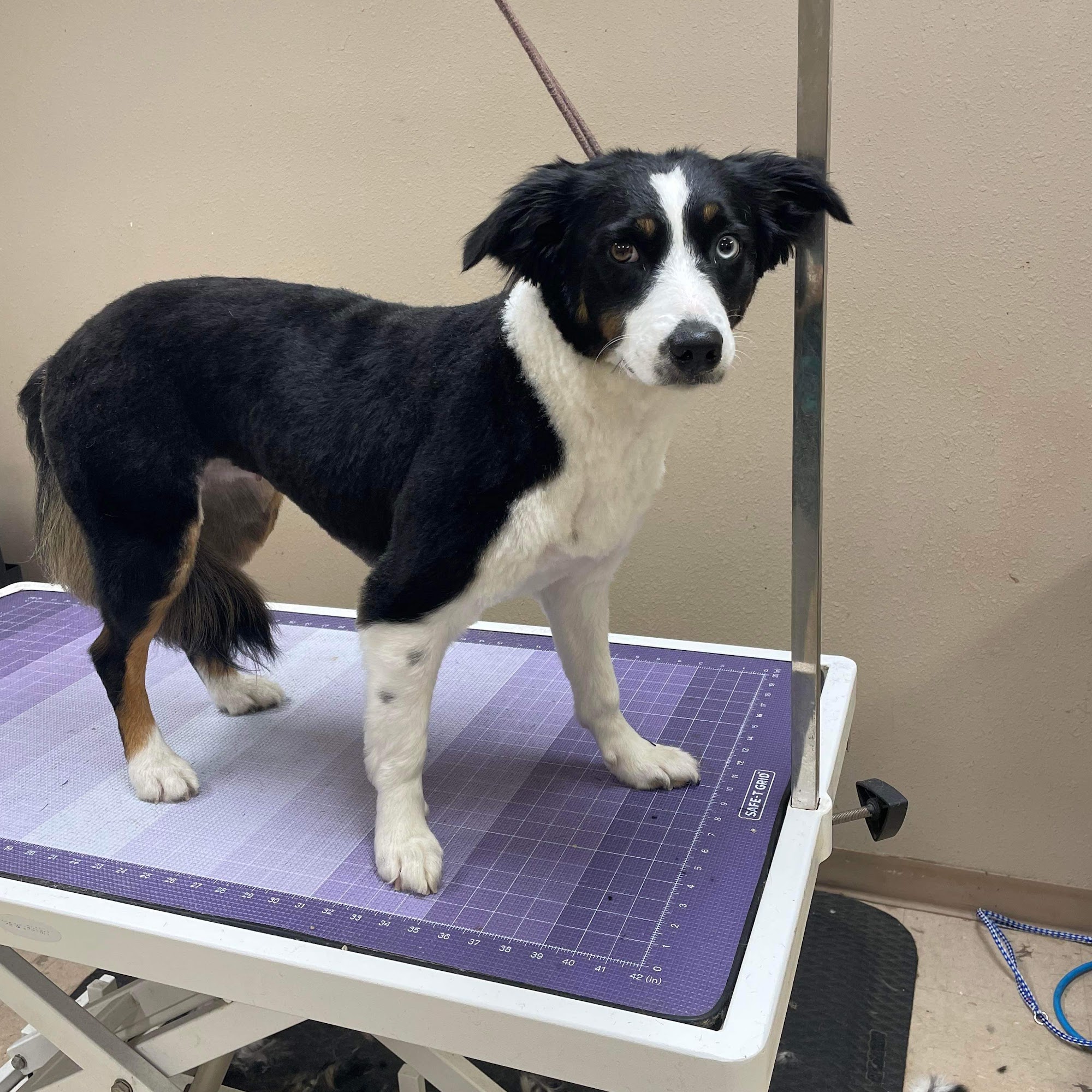 Circle M Animal Hospital Elk City