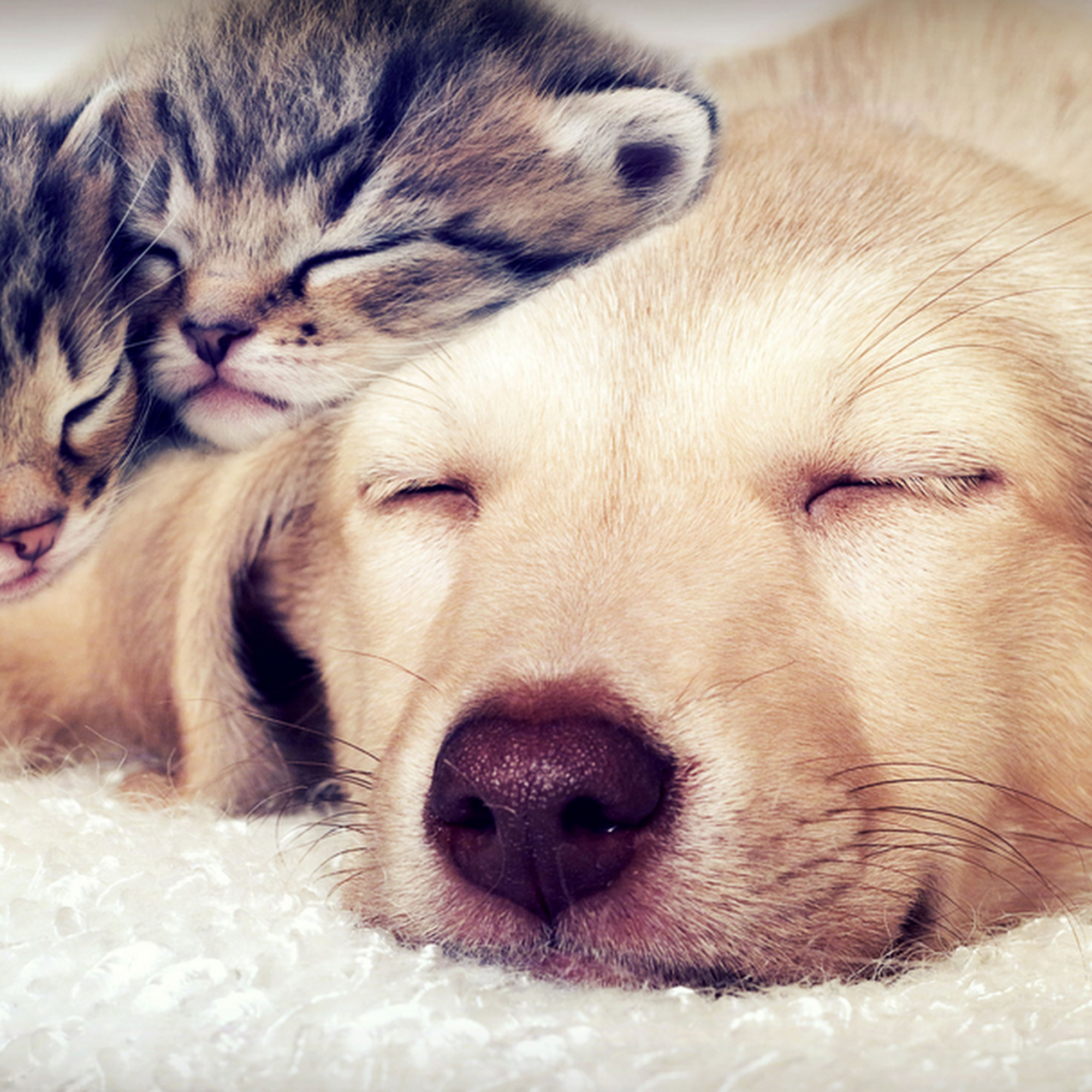 Elk Creek Animal Clinic Elk City