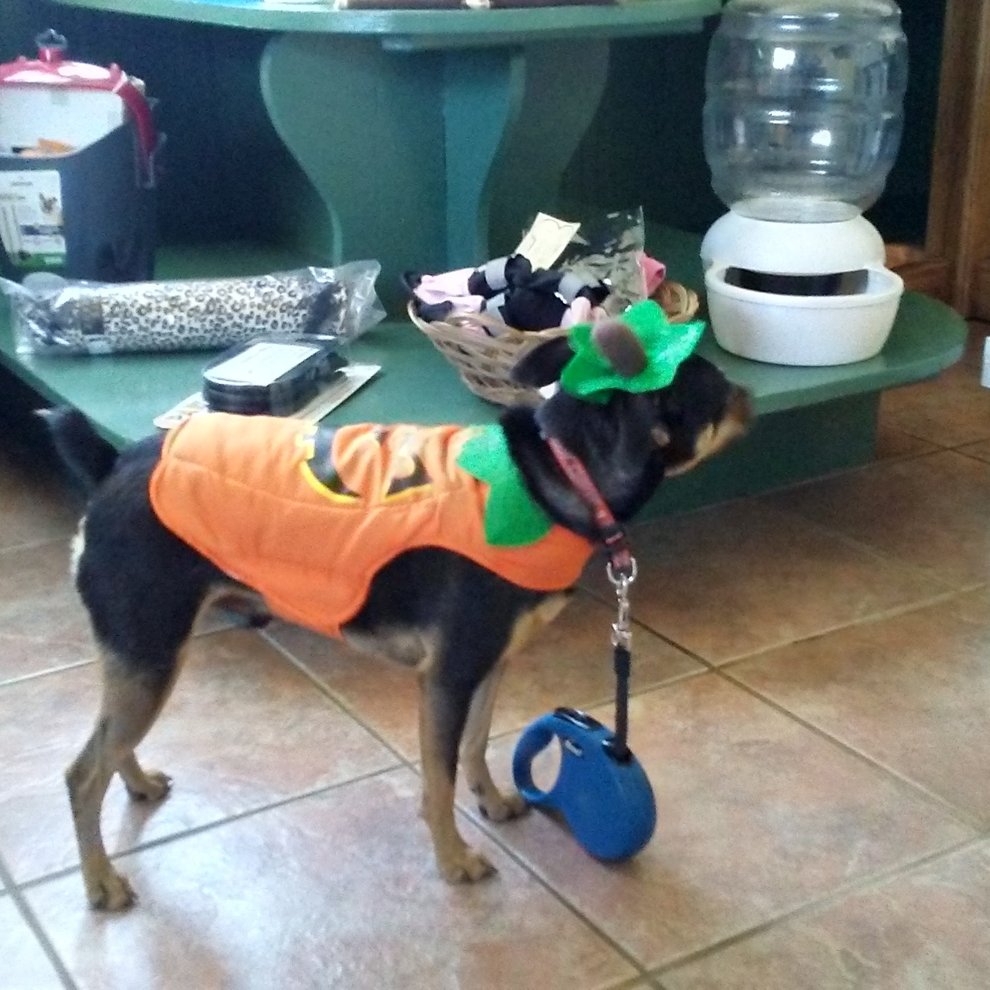 Red Earth Animal Hospital Elk City