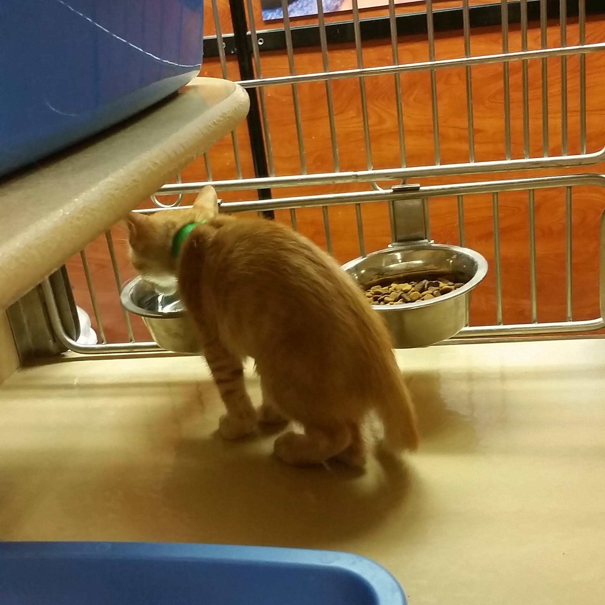 PetSmart Enid