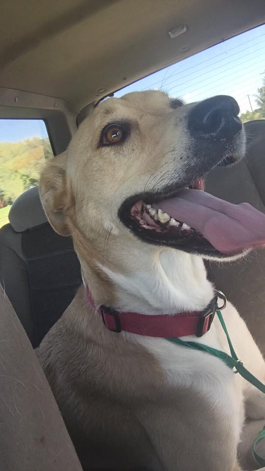 Pawsitive Pet Styles