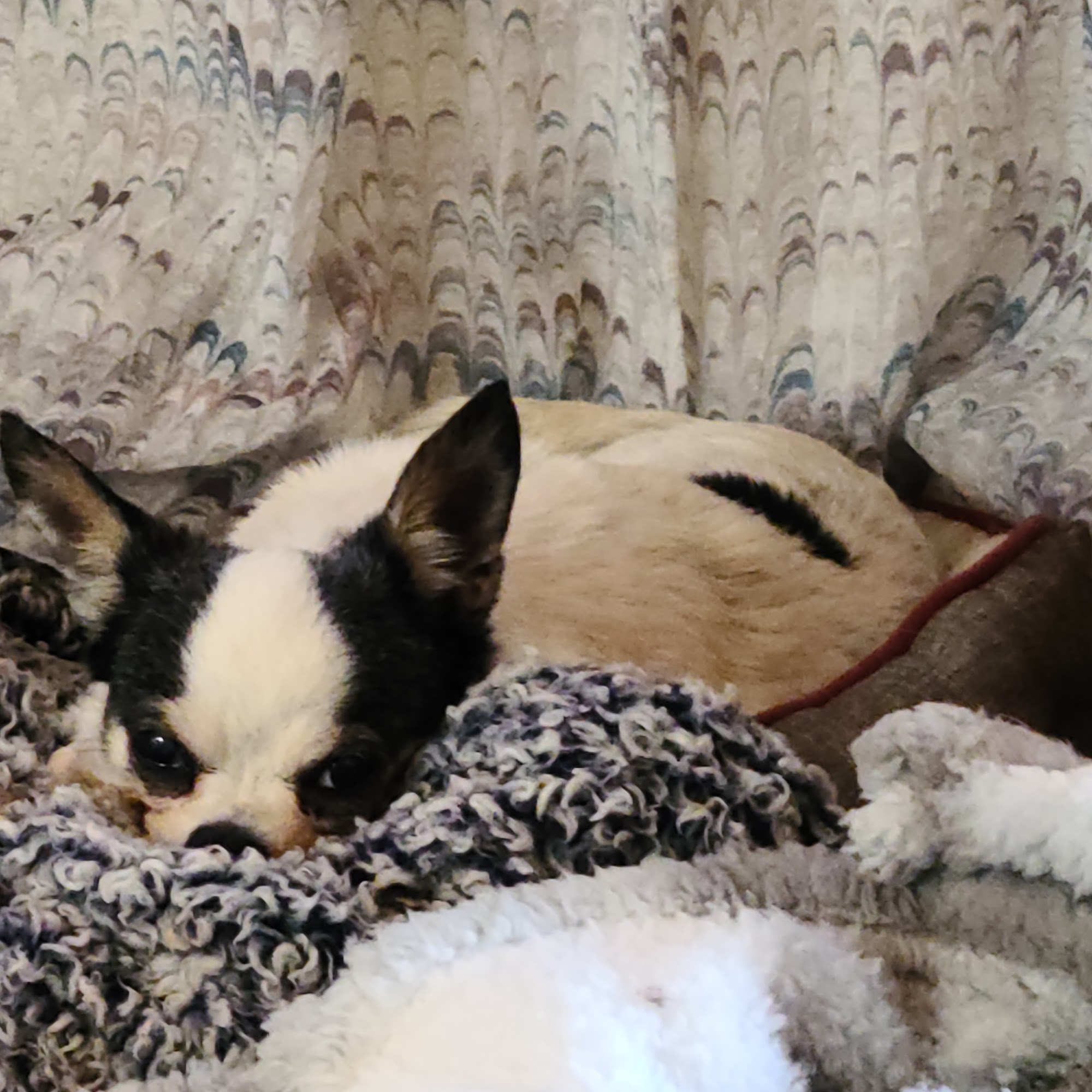 Aday Veterinary Hospital Eufaula