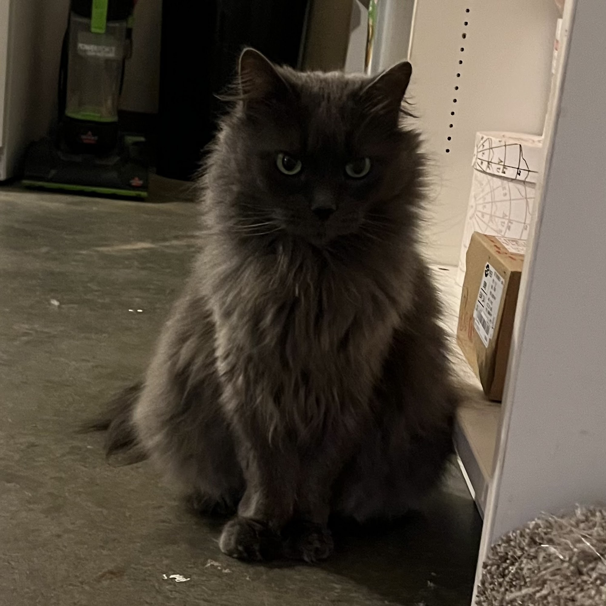 South Lake Veterinary Clinic Gore