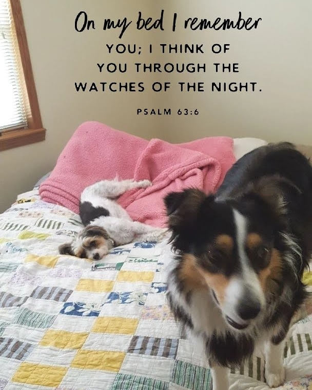 Grove Small Animal Hospital Grove