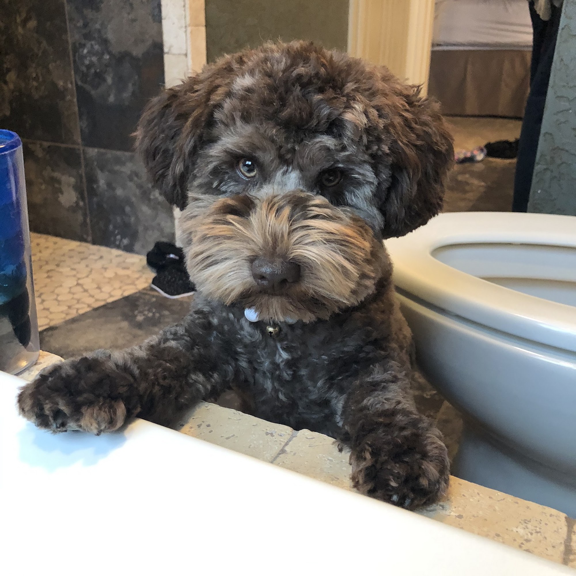 Schumpert Mark DVM Grove