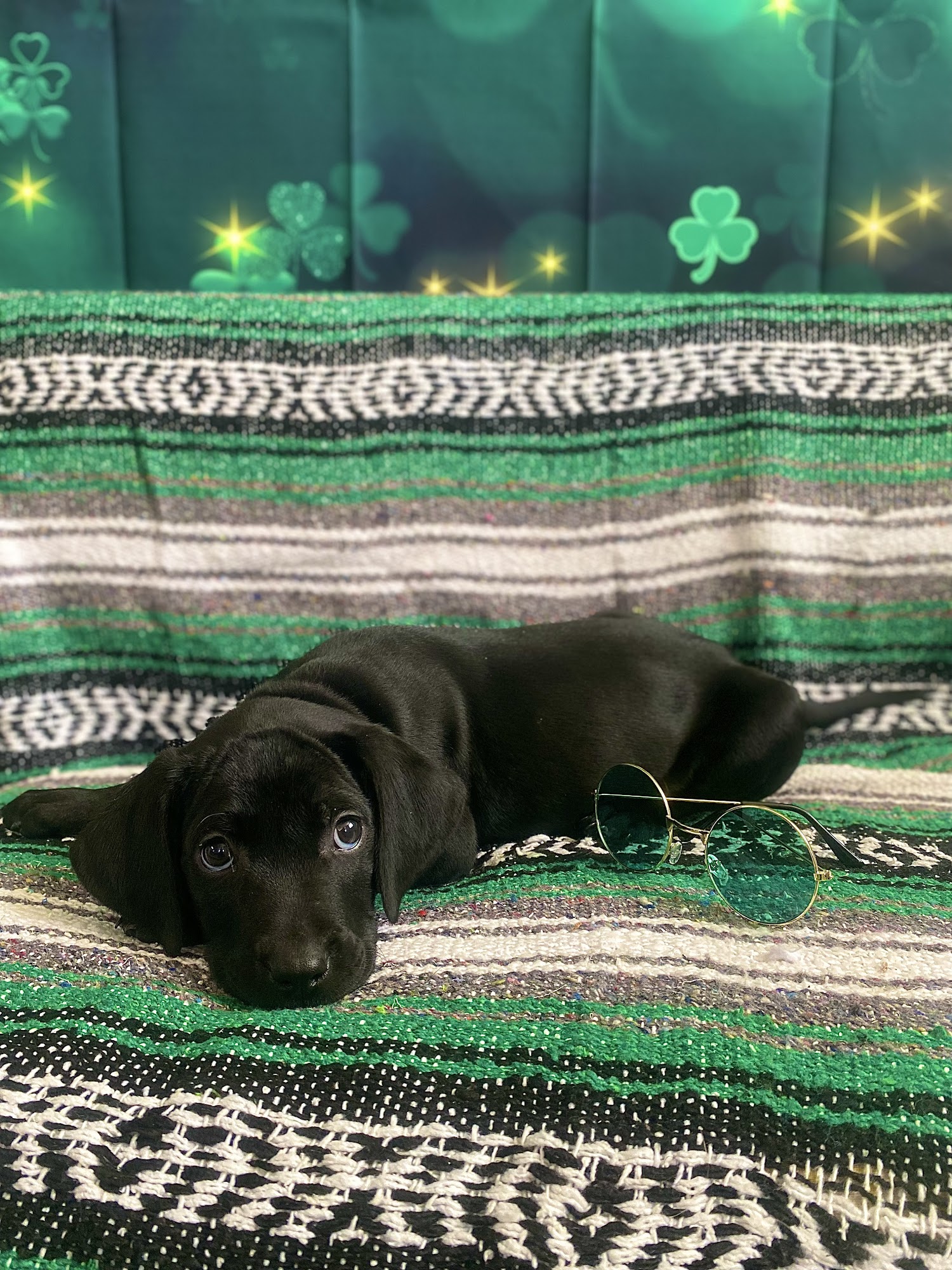 Second Chance Pet Rescue Grove