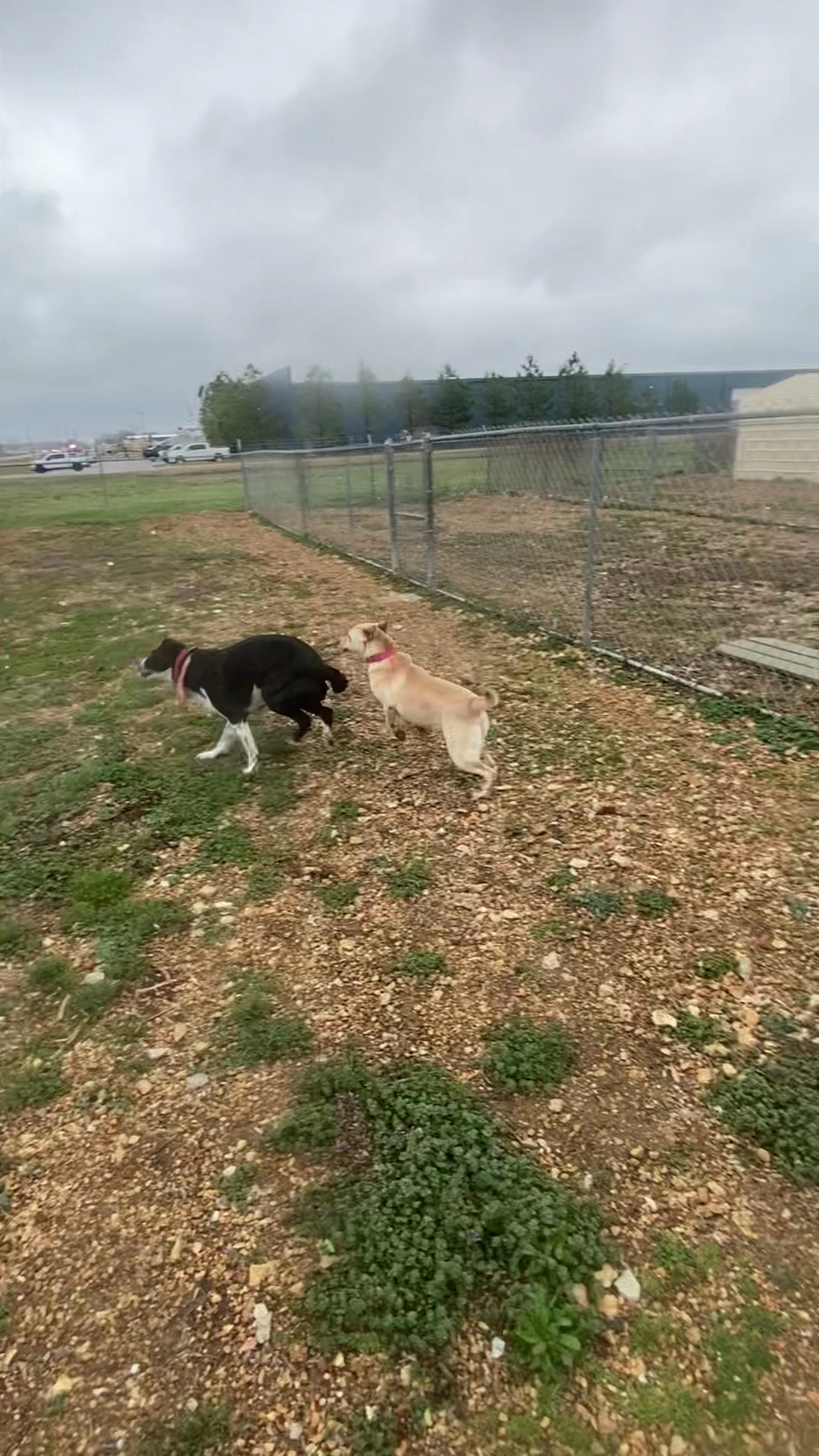 Second Chance Pet Rescue Grove