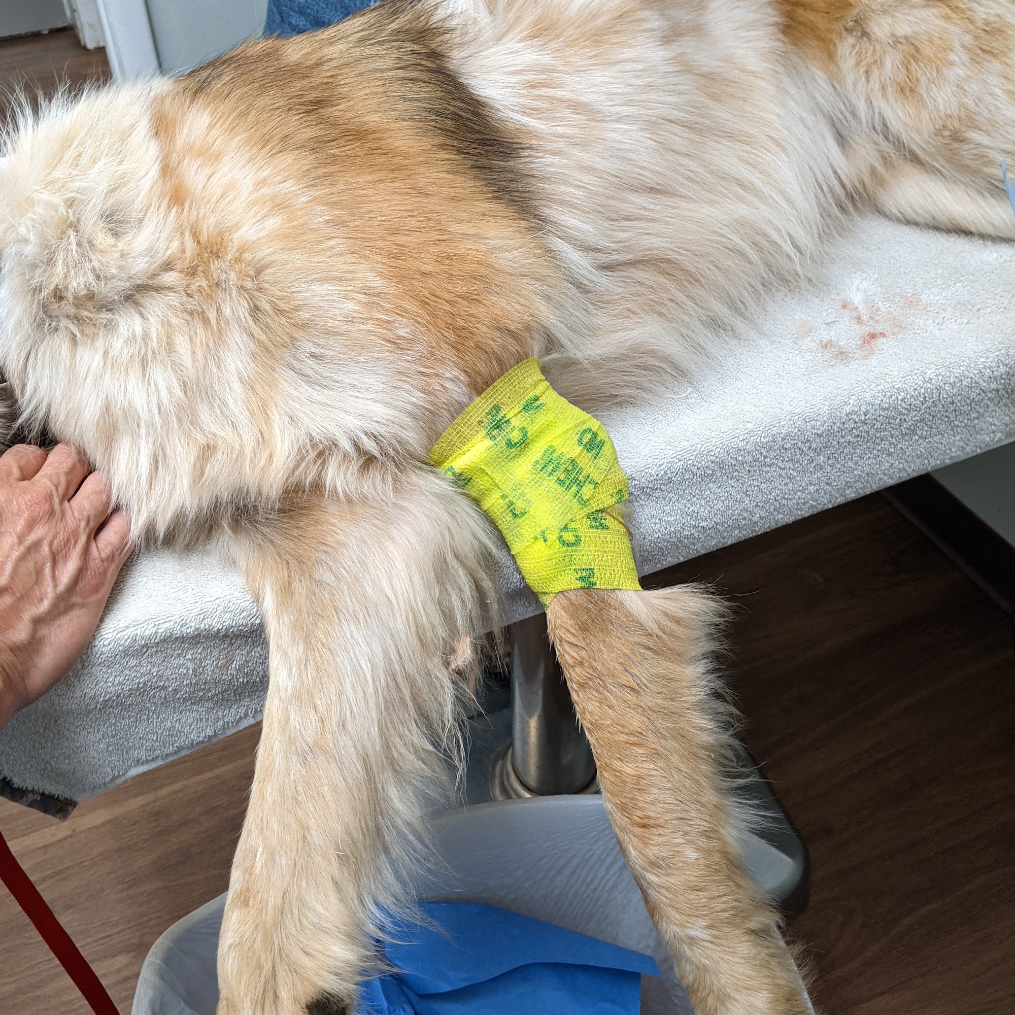 Veterinary Corner Guthrie