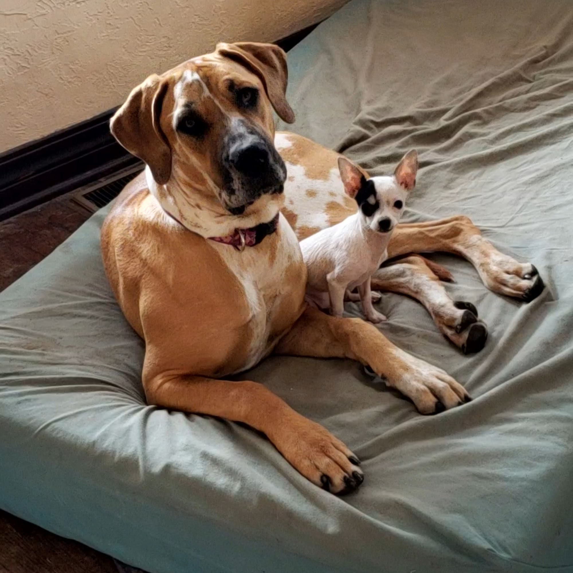 Cross Town Veterinary Services Guthrie