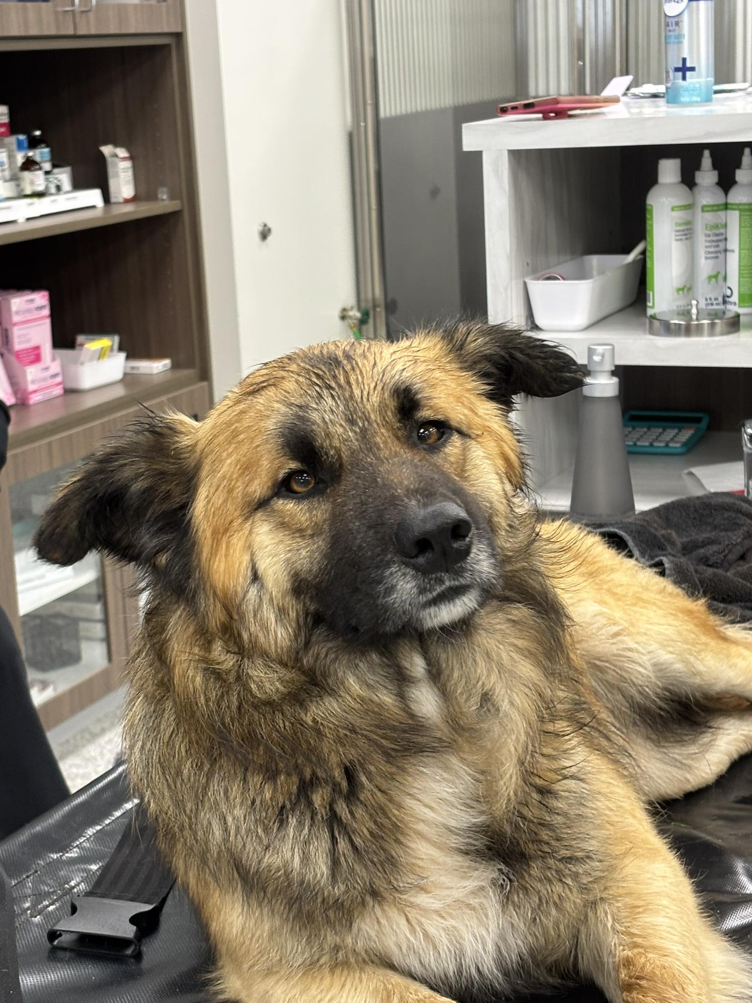 Wag-A-Long Mobile Pet Salon and Spa Guthrie