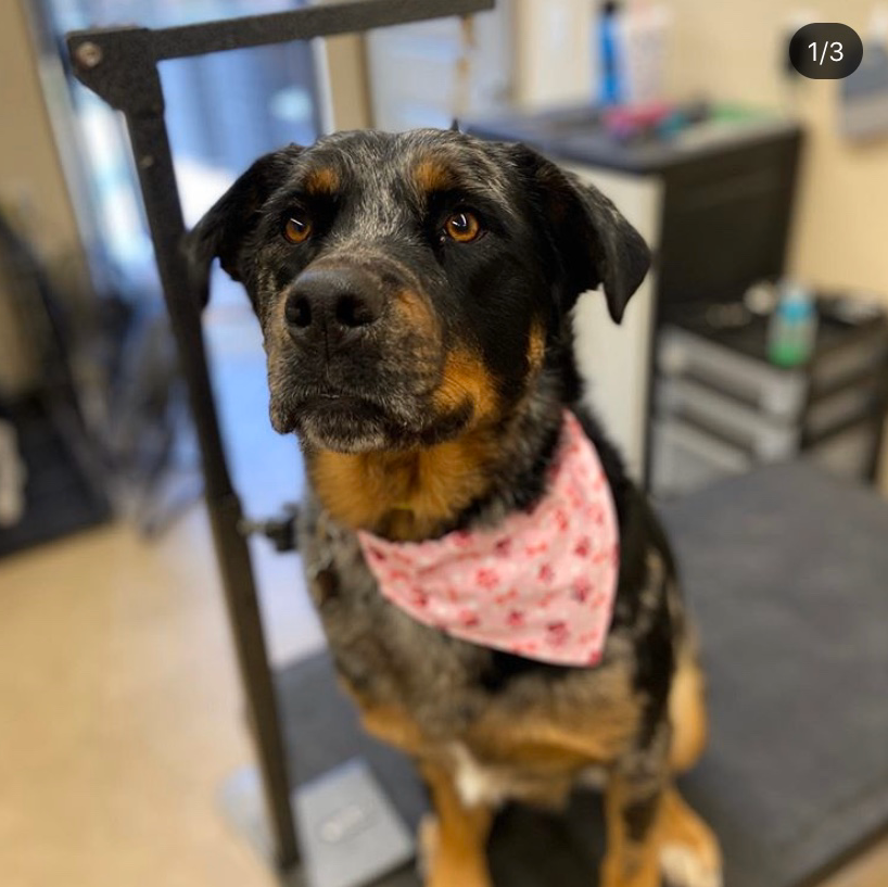 Cedar Canyon Pet Resort LLC Guthrie