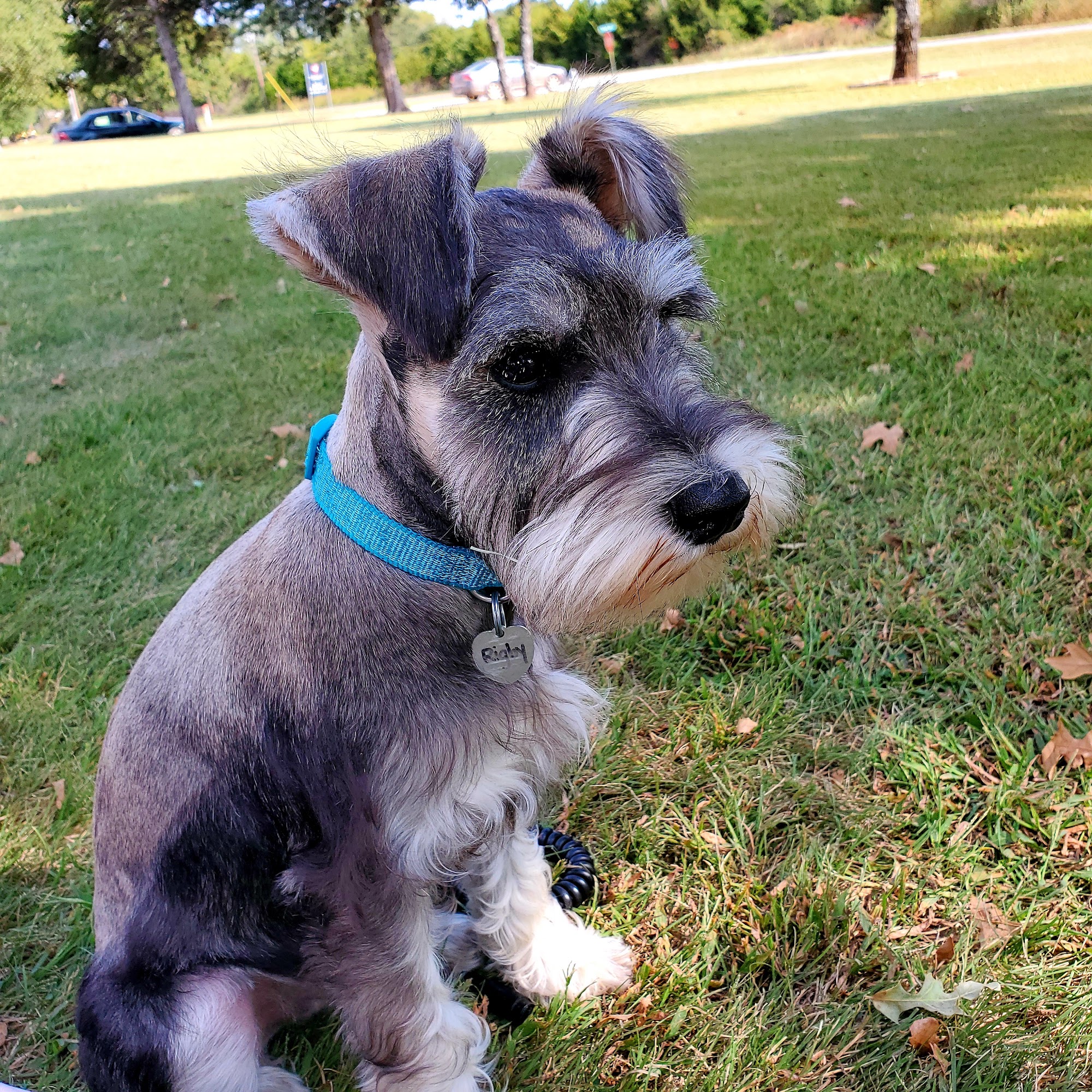 Country Kennel Boarding & Grooming Guthrie