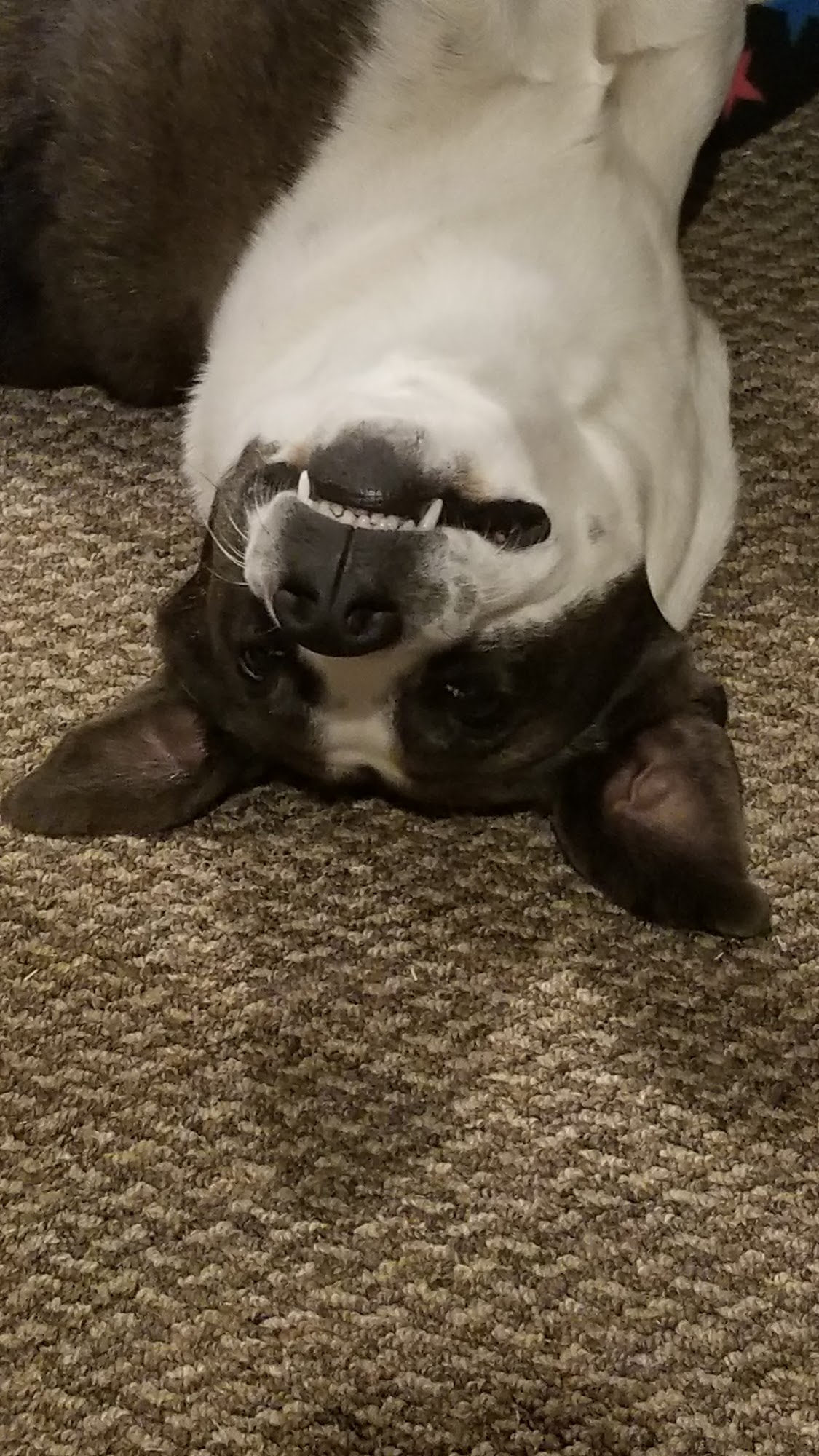 Free To Live Animal Sanctuary Guthrie