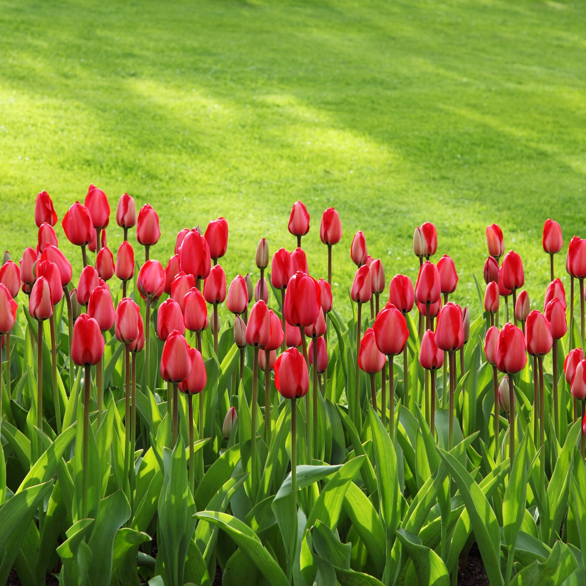 Complete Grounds Care 502 E Triplett Rd, Guthrie Oklahoma 73044