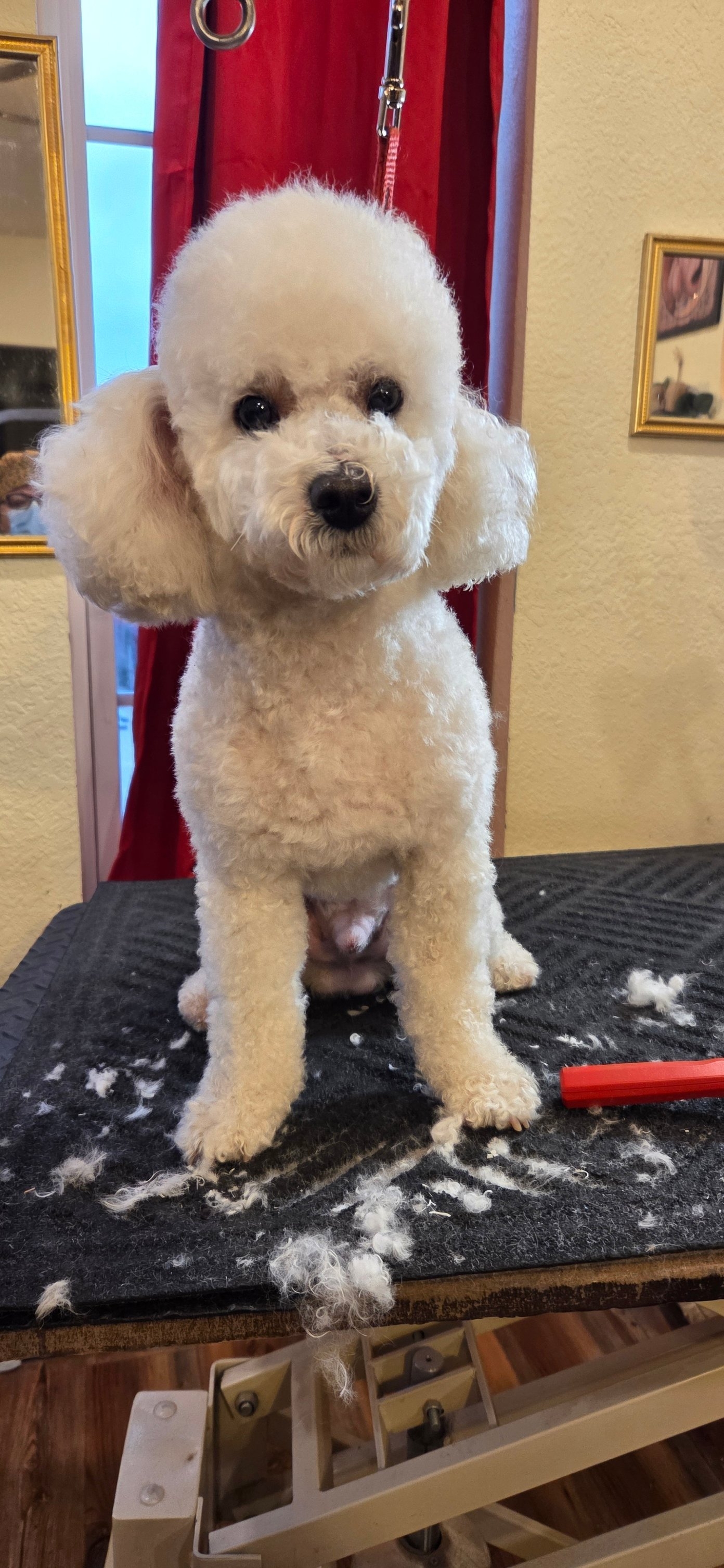 Top Dawg Grooming, LLC Guymon