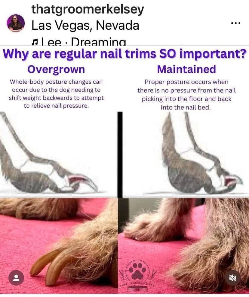 Top Dawg Grooming, LLC Guymon