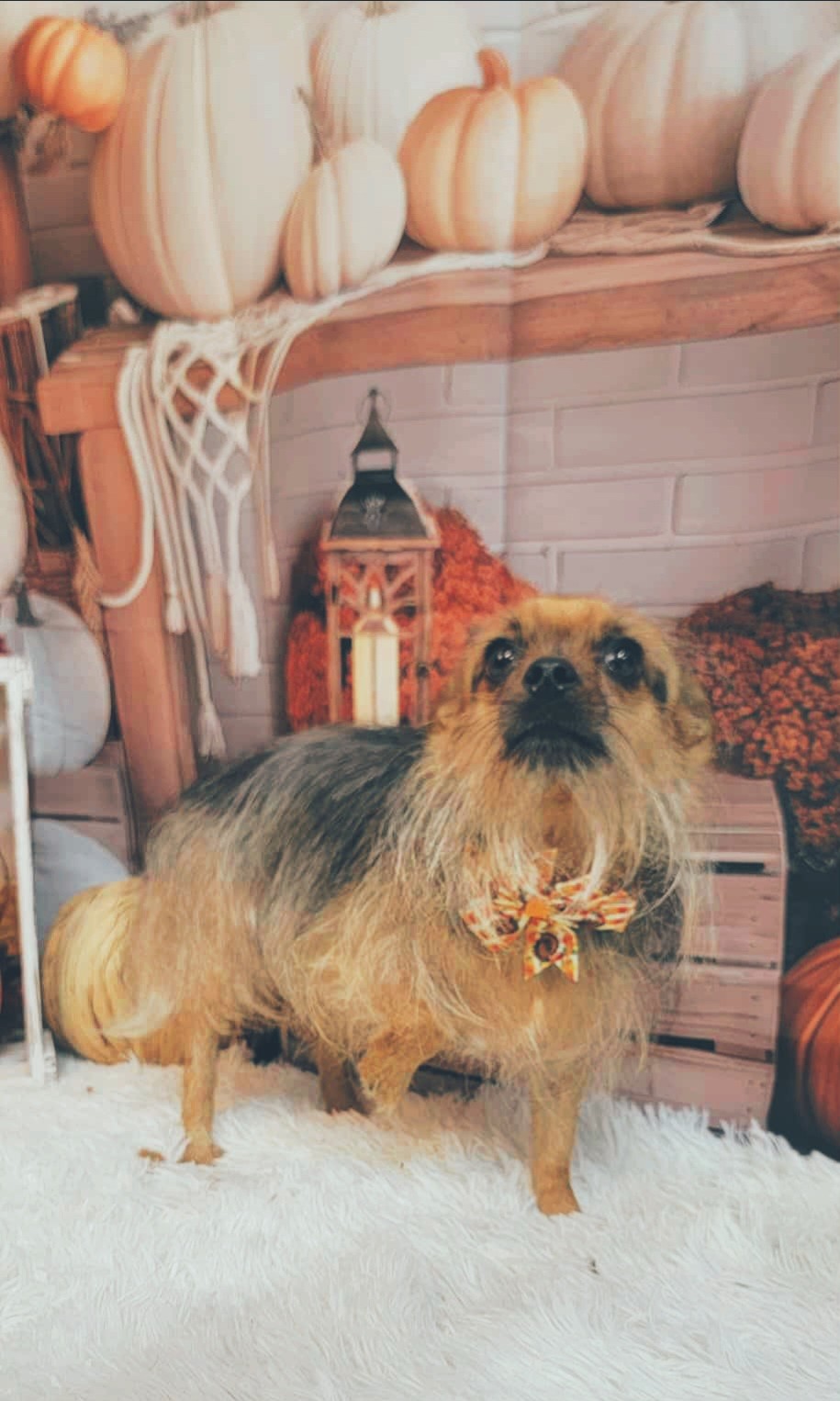 Cosmic Canines Pet Salon & Spa Harrah