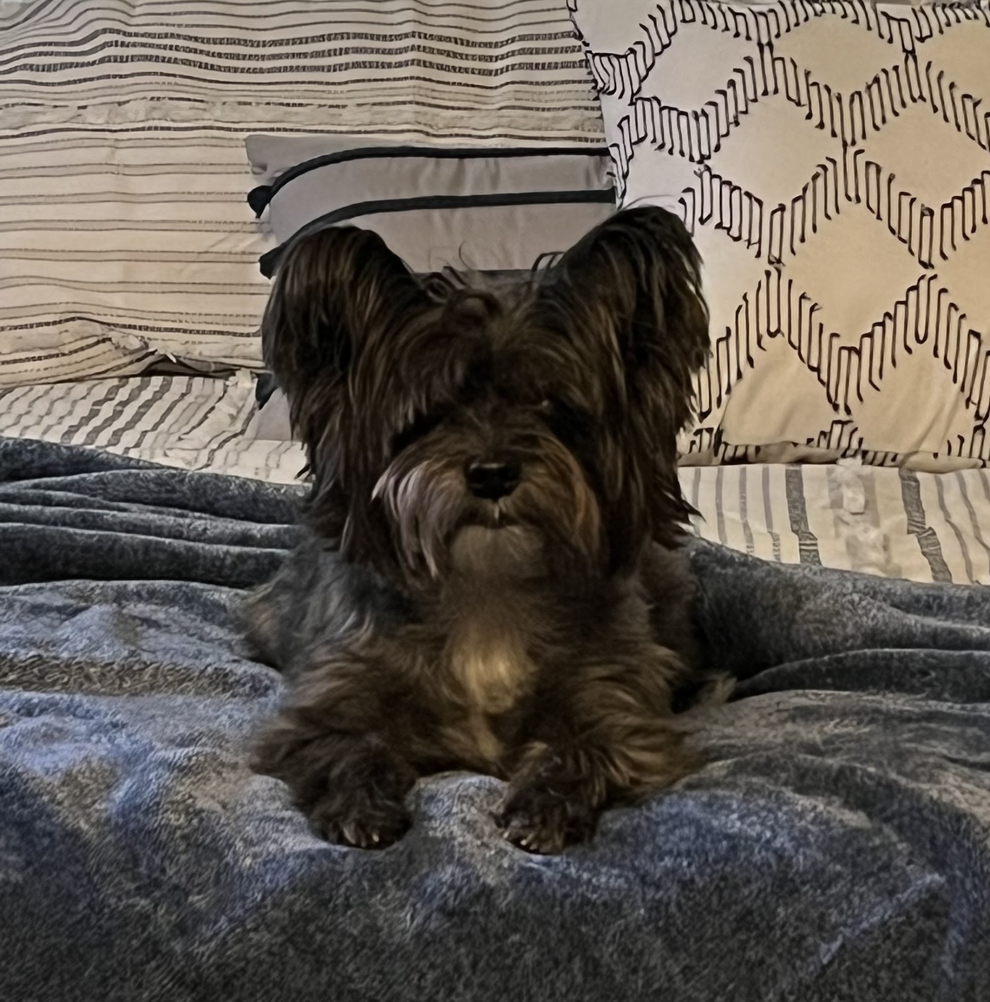 Heavener Animal Clinic Heavener