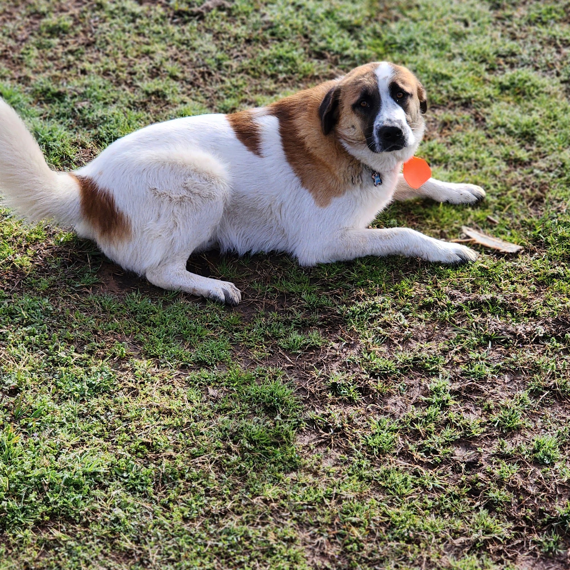 Holdenville Veterinary Clinic Holdenville