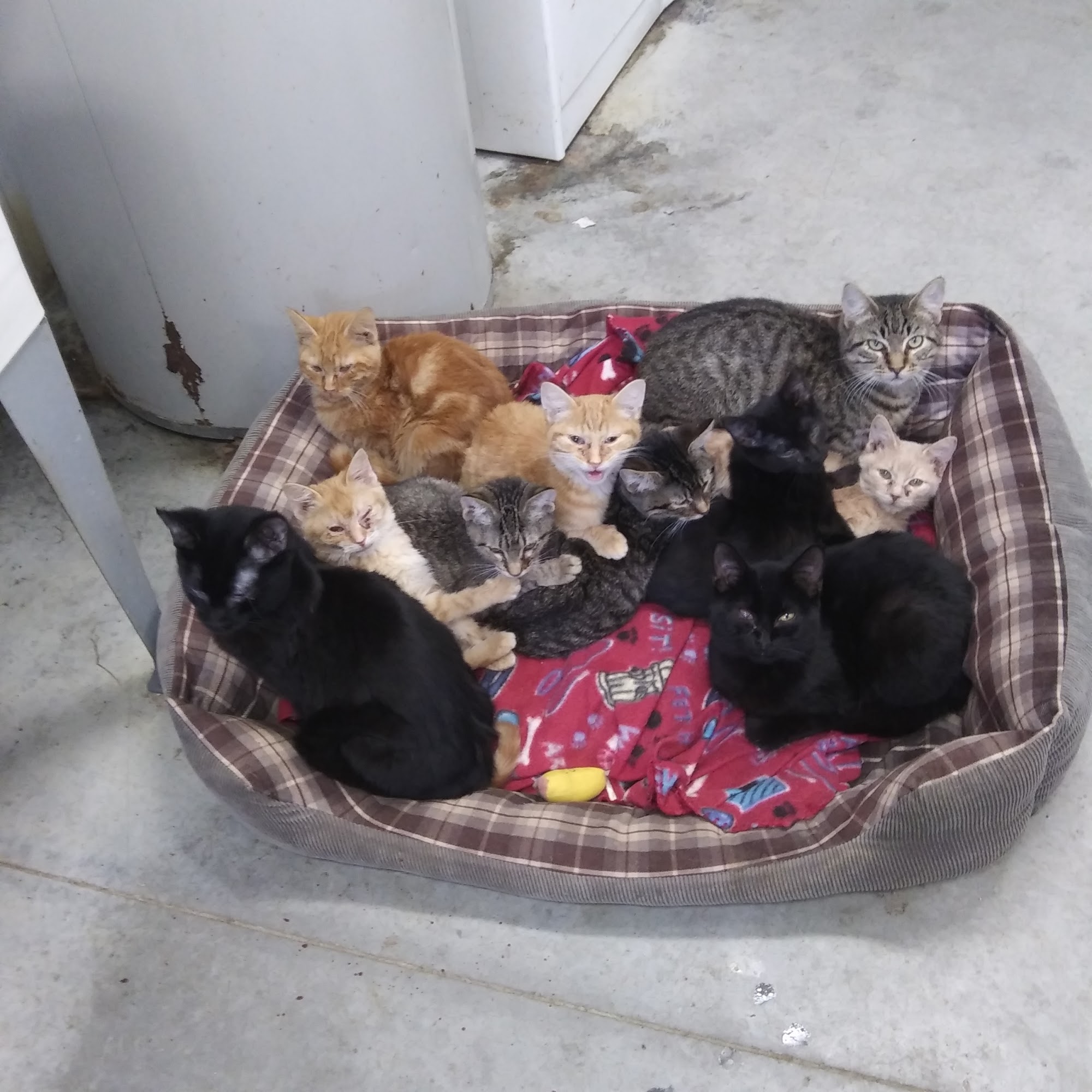 Holdenville Animal Shelter Holdenville