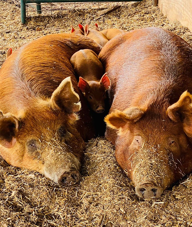 Bacon Acres Farm Jay