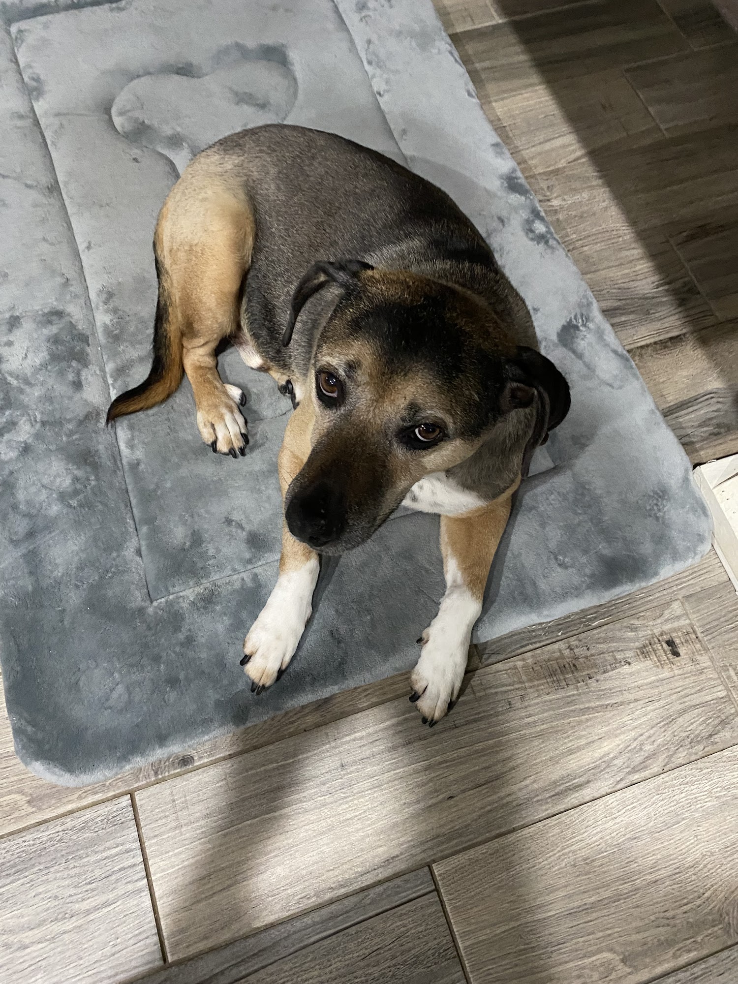 Jenks Veterinary Hospital Jenks