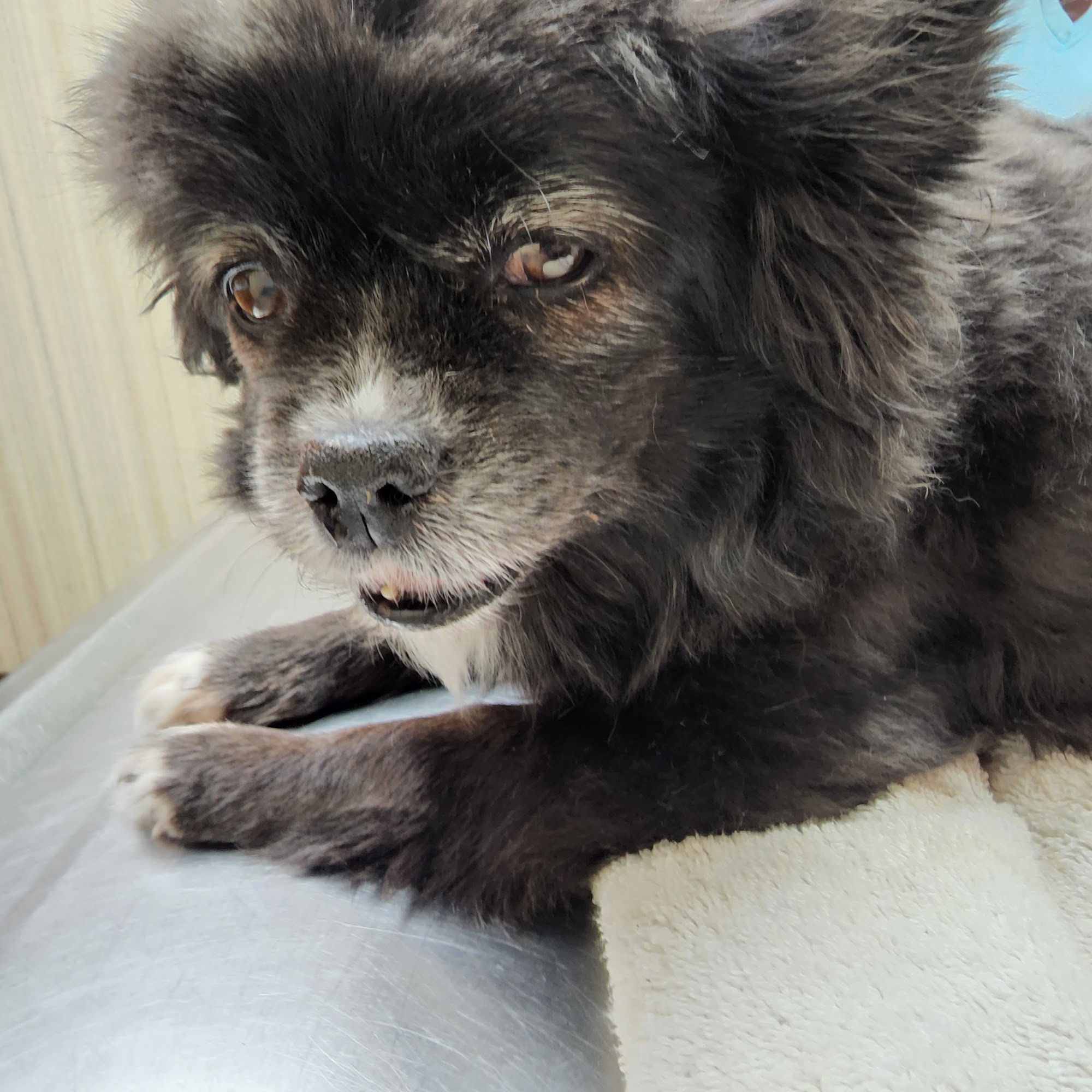 Wheatland Veterinary Hospital Kingfisher