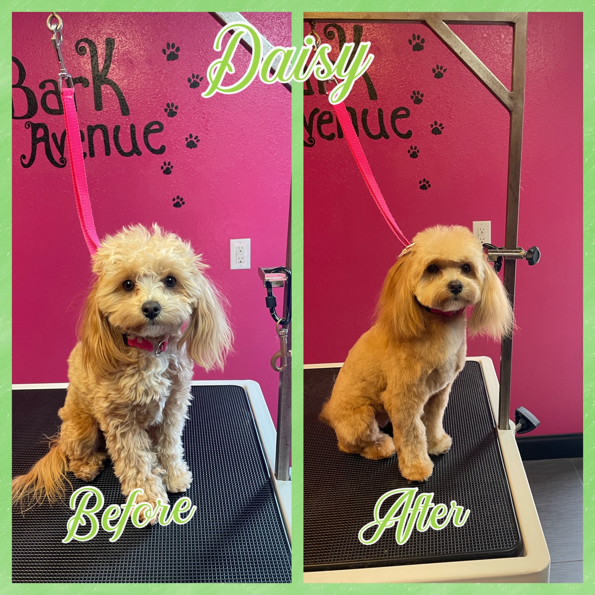 Bark Avenue Kingfisher