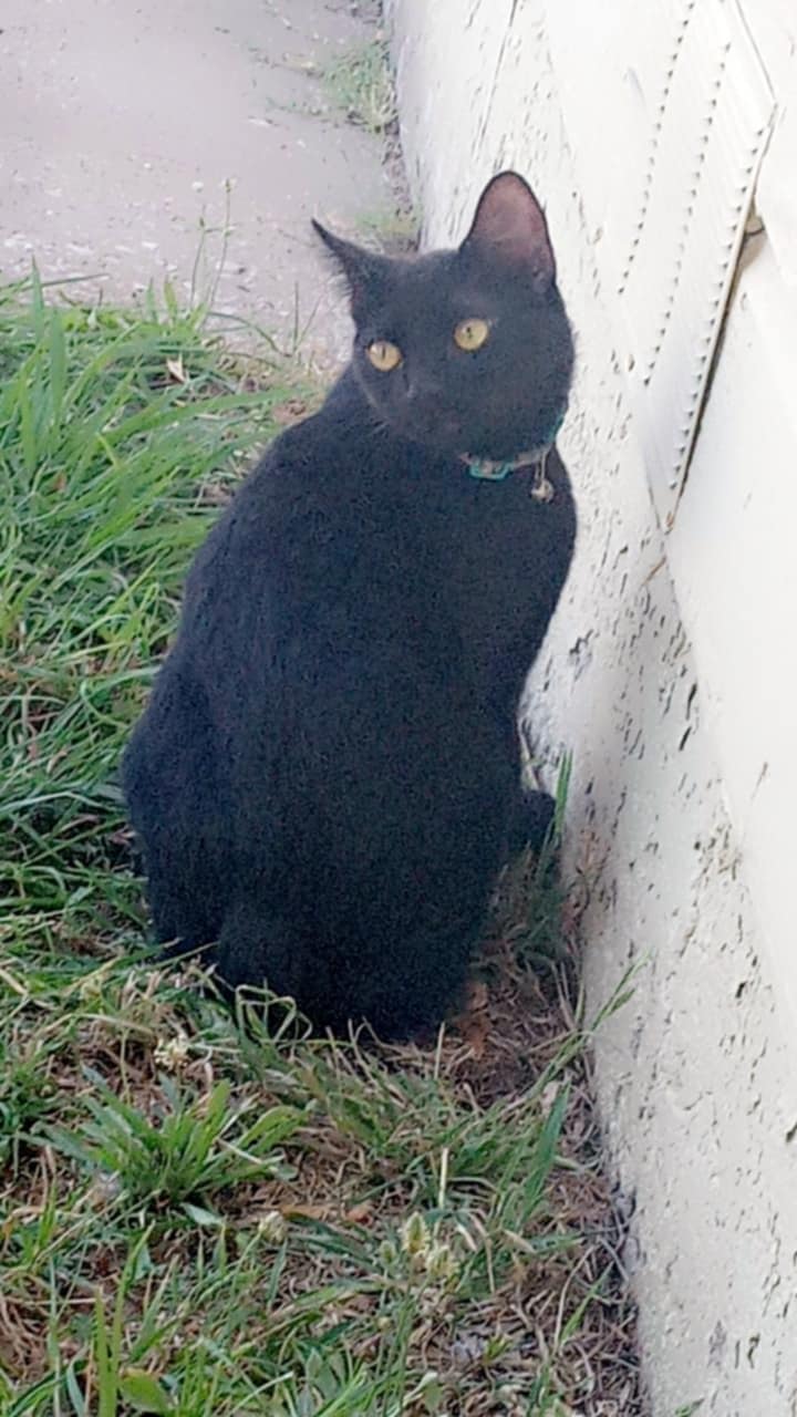 Midtown Animal Hospital Lawton