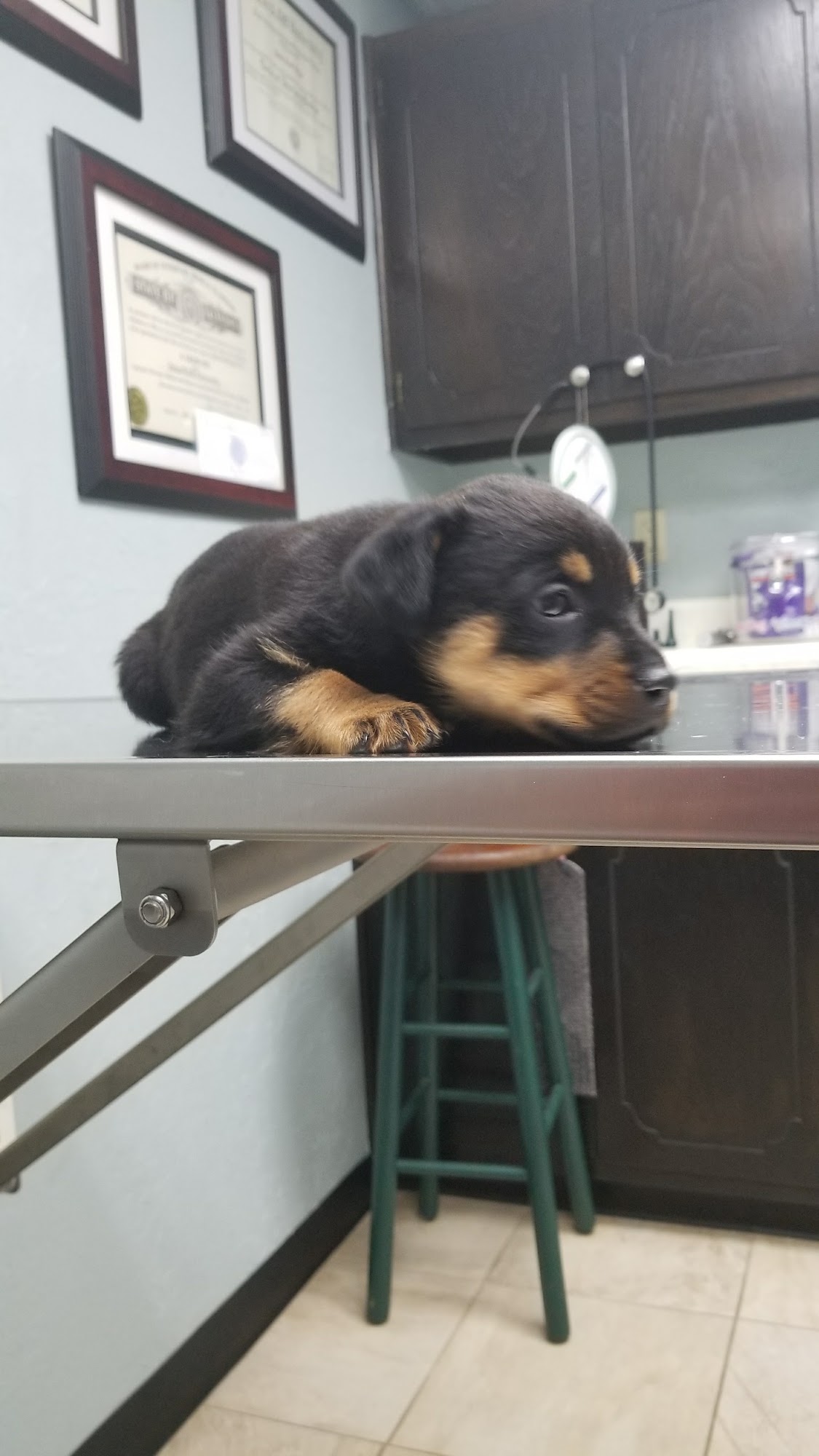 Lawton Veterinary Hospital Lawton