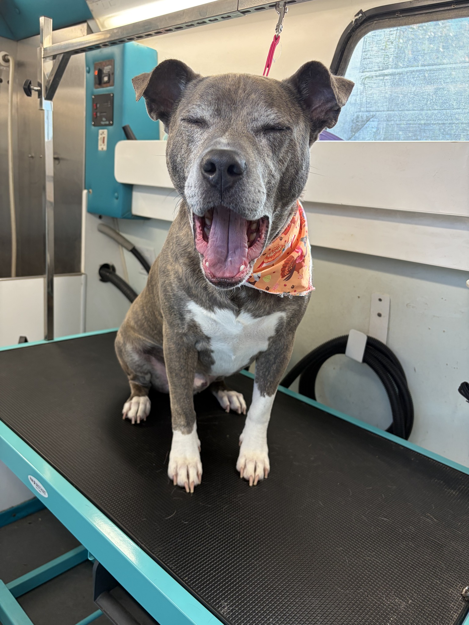 Pampered Pups Mobile Grooming Lawton