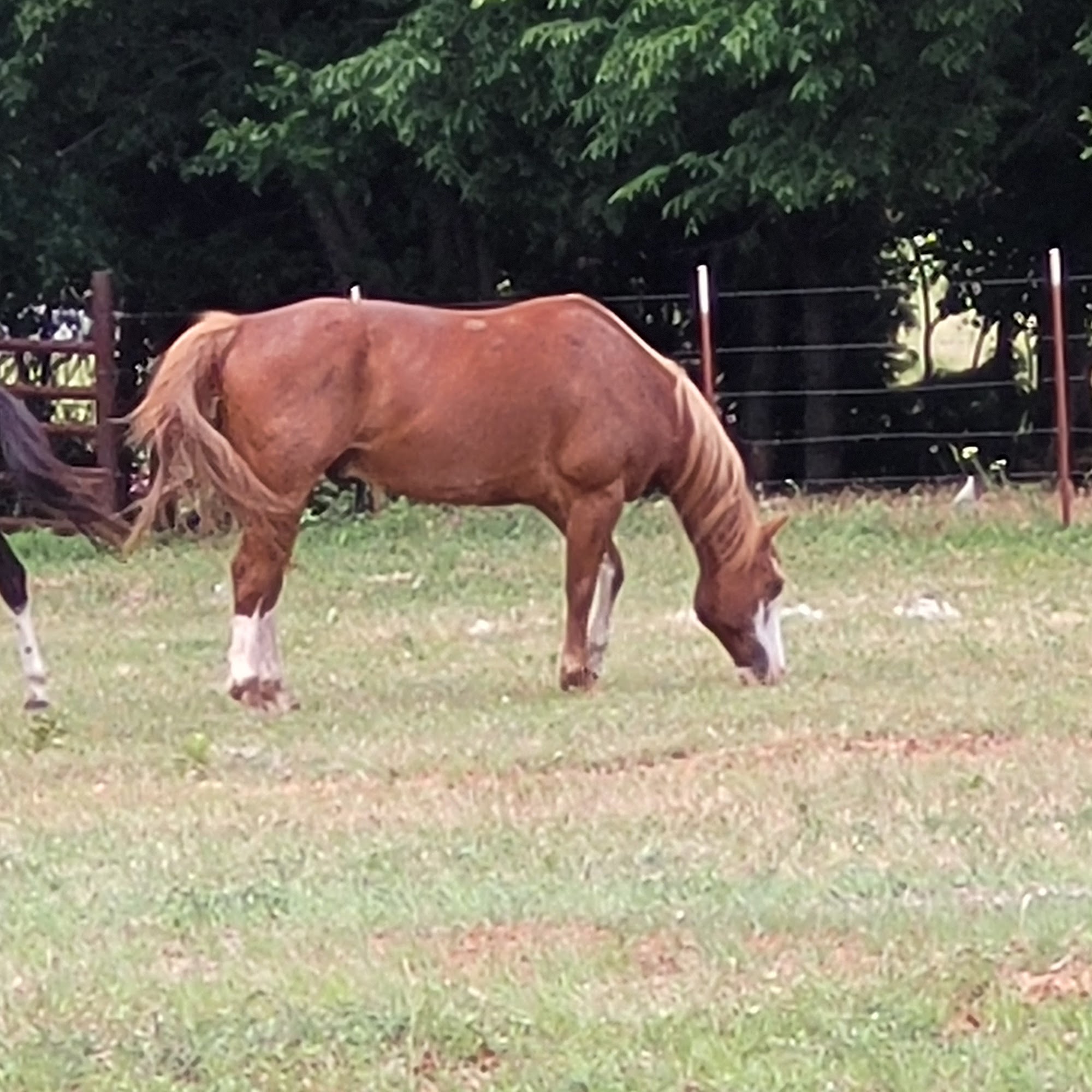 Grassland Veterinary Services Lindsay