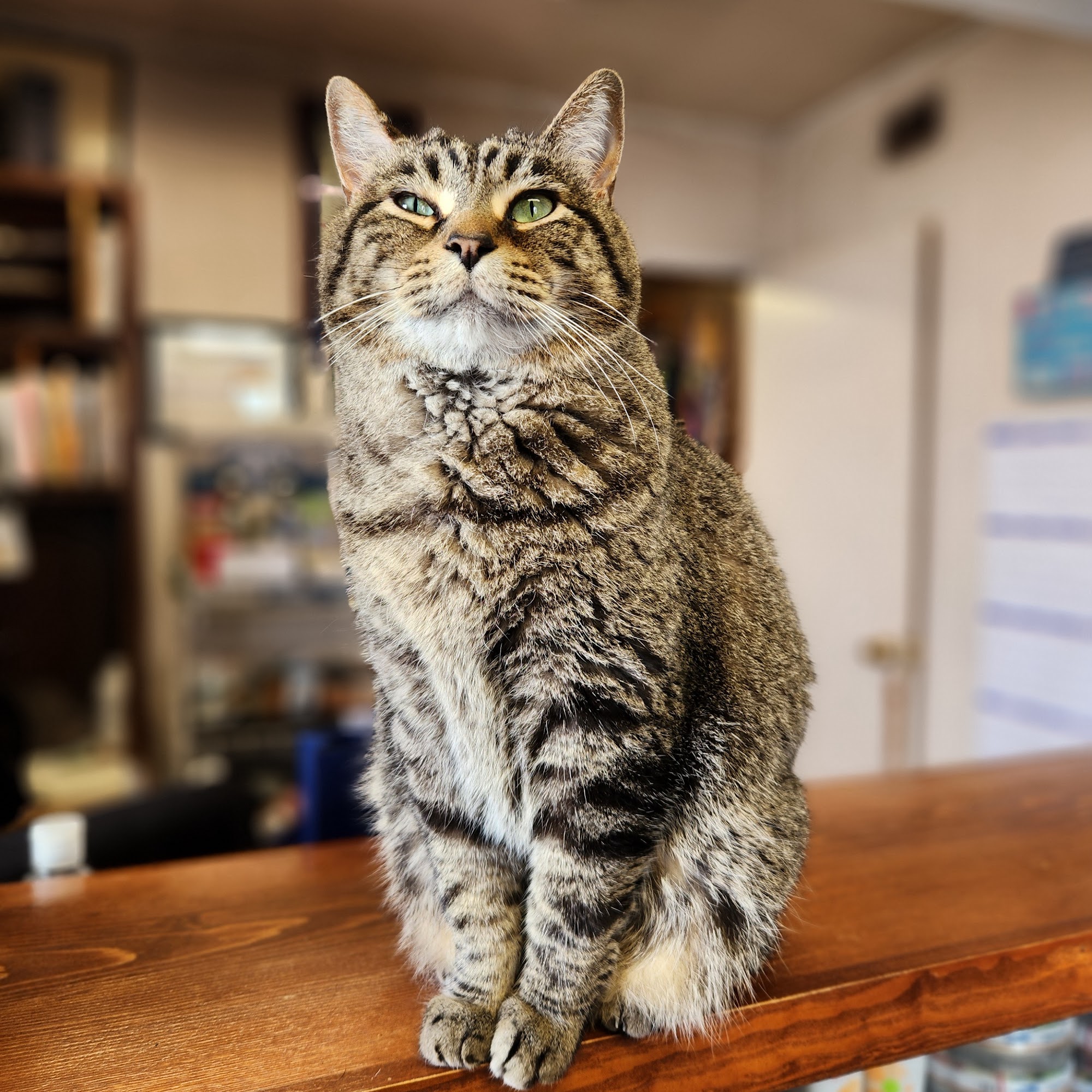 Lindsay Veterinary Hospital Lindsay