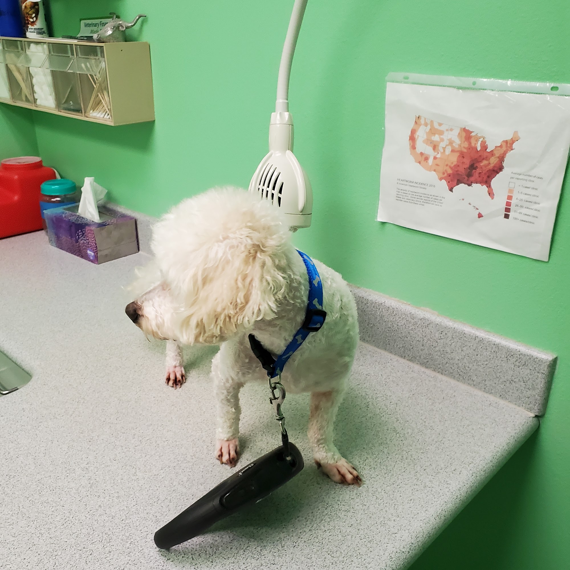 Locust Grove Animal Clinic Locust Grove