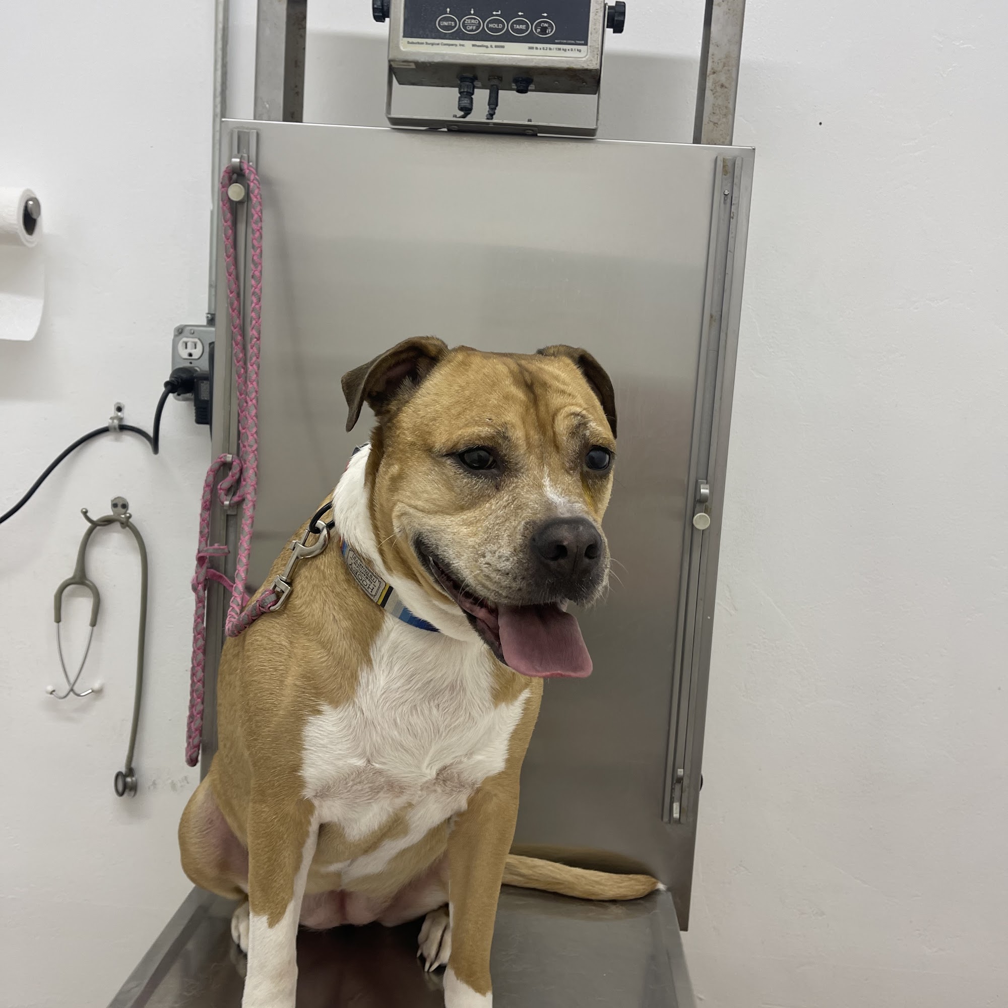 Harvey Jory DVM Mannford