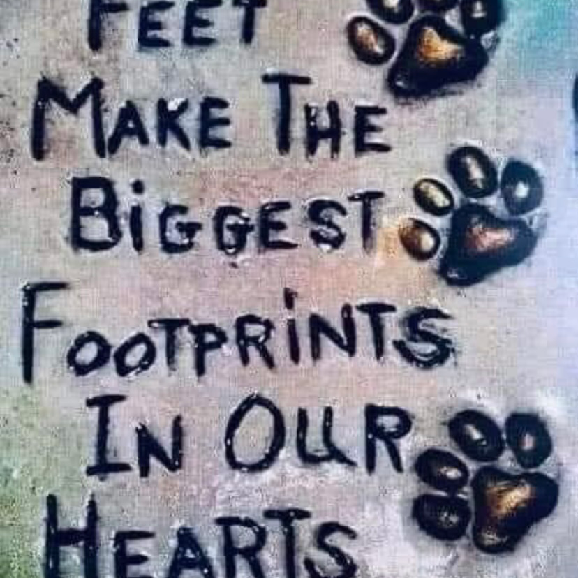 Reigning Cats & Dogs Pet Resort Marietta