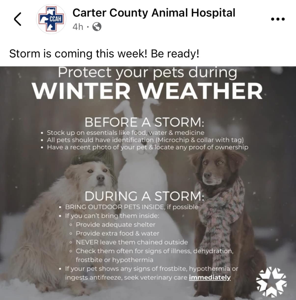 Reigning Cats & Dogs Pet Resort Marietta