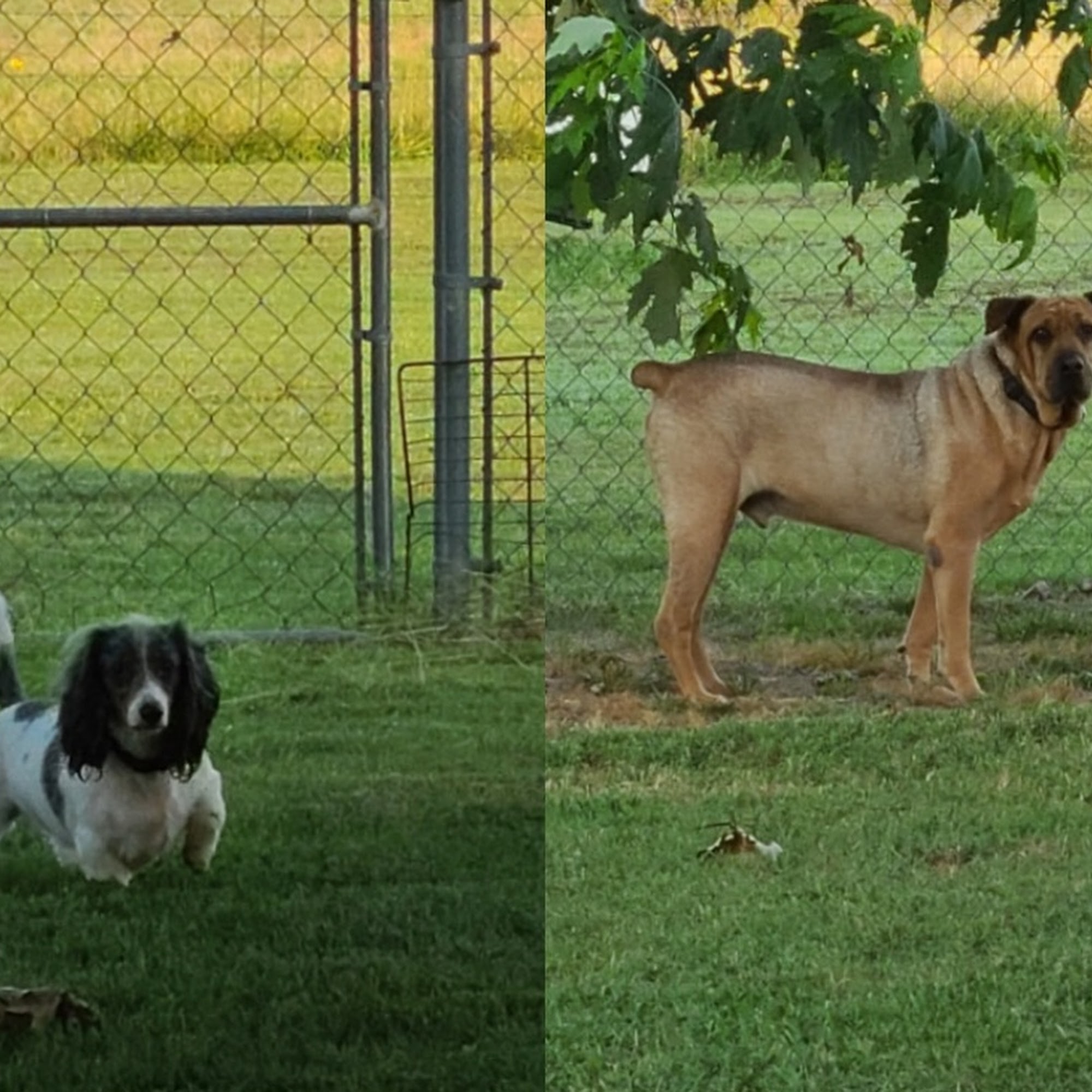 Oklahoma Vet Med., Mcalester, OK-74501 McAlester