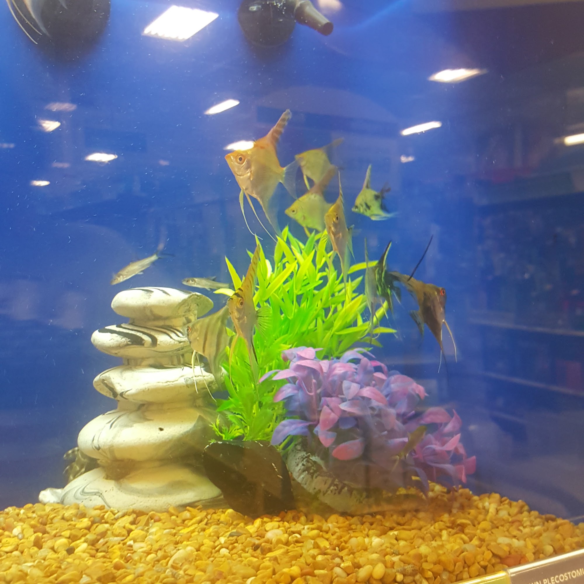 PetSmart Midwest City