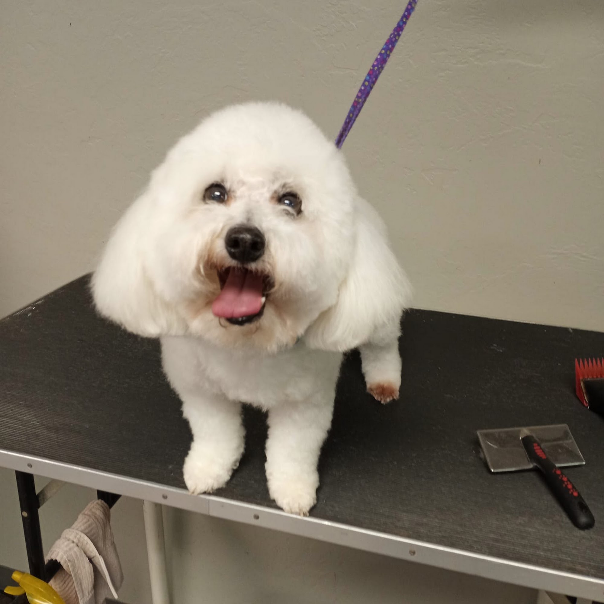 Designer Dogs by Kelly Midwest City