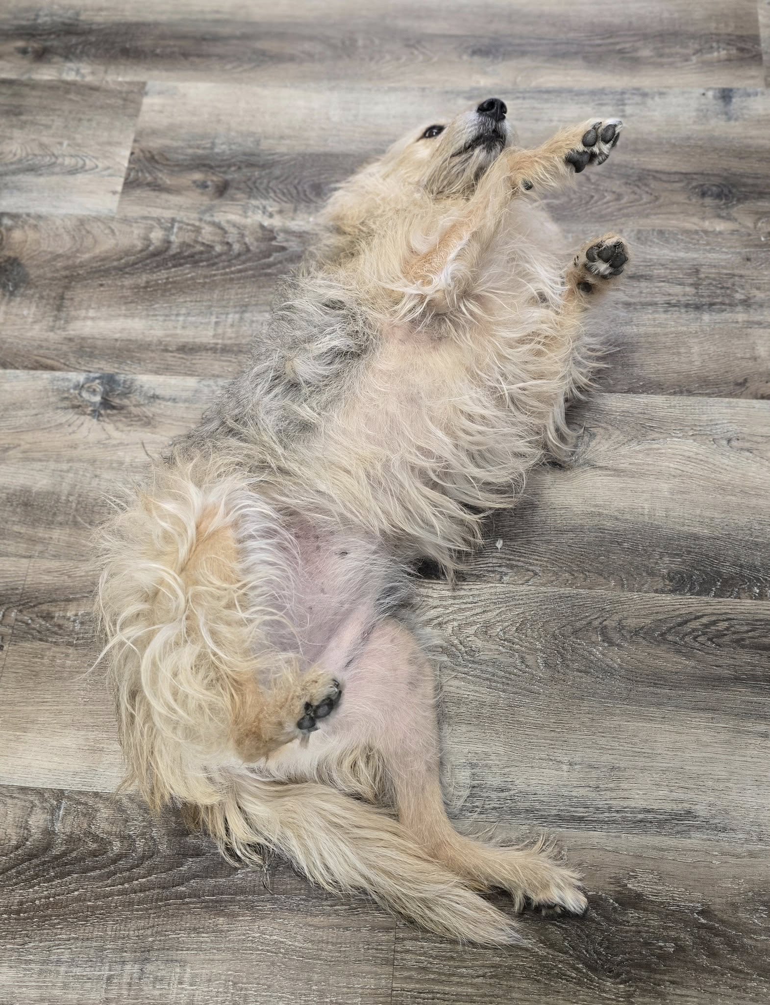 Fancy Tails Pet Grooming Llc Midwest City