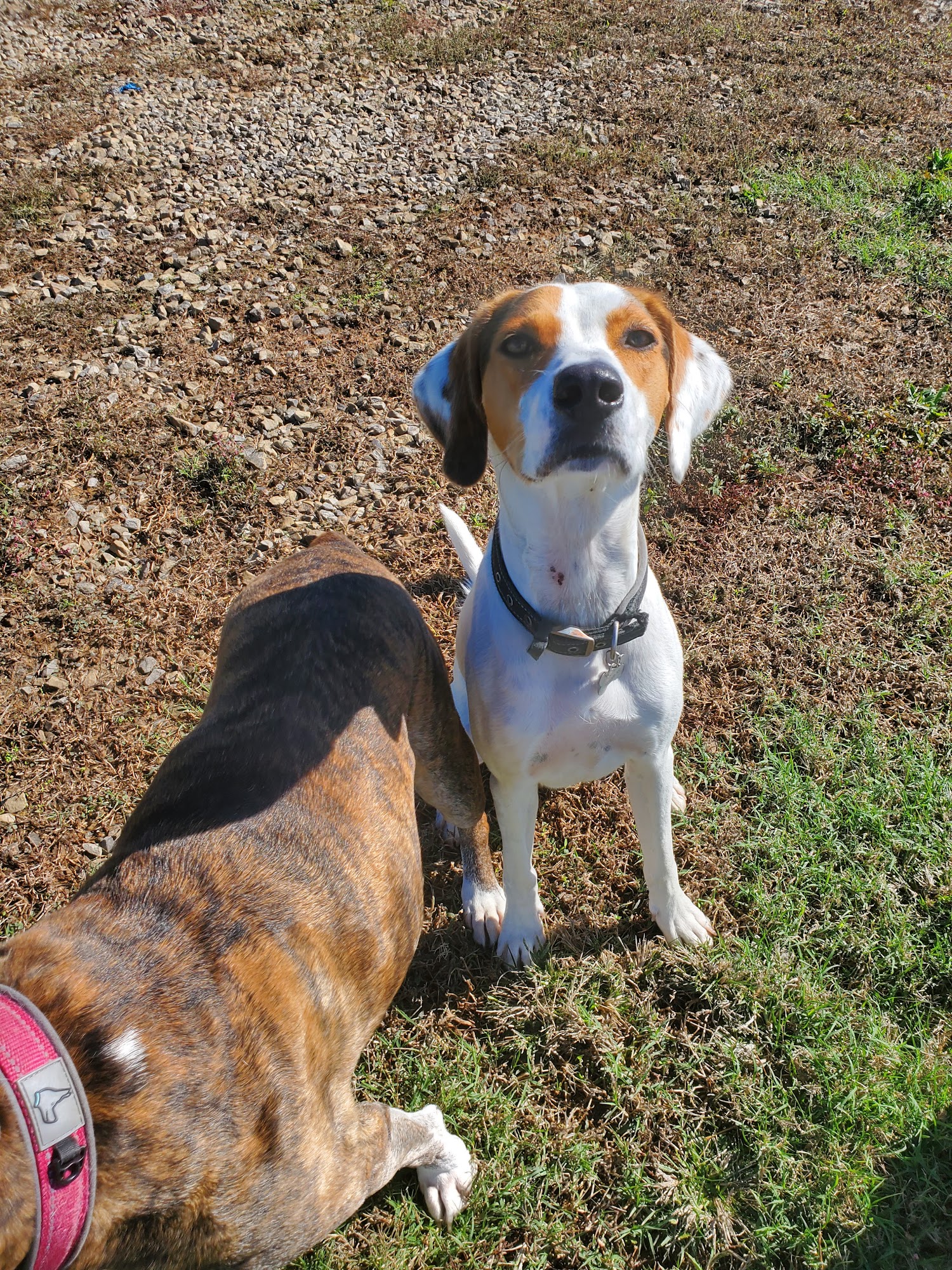 Pet Partners Muldrow