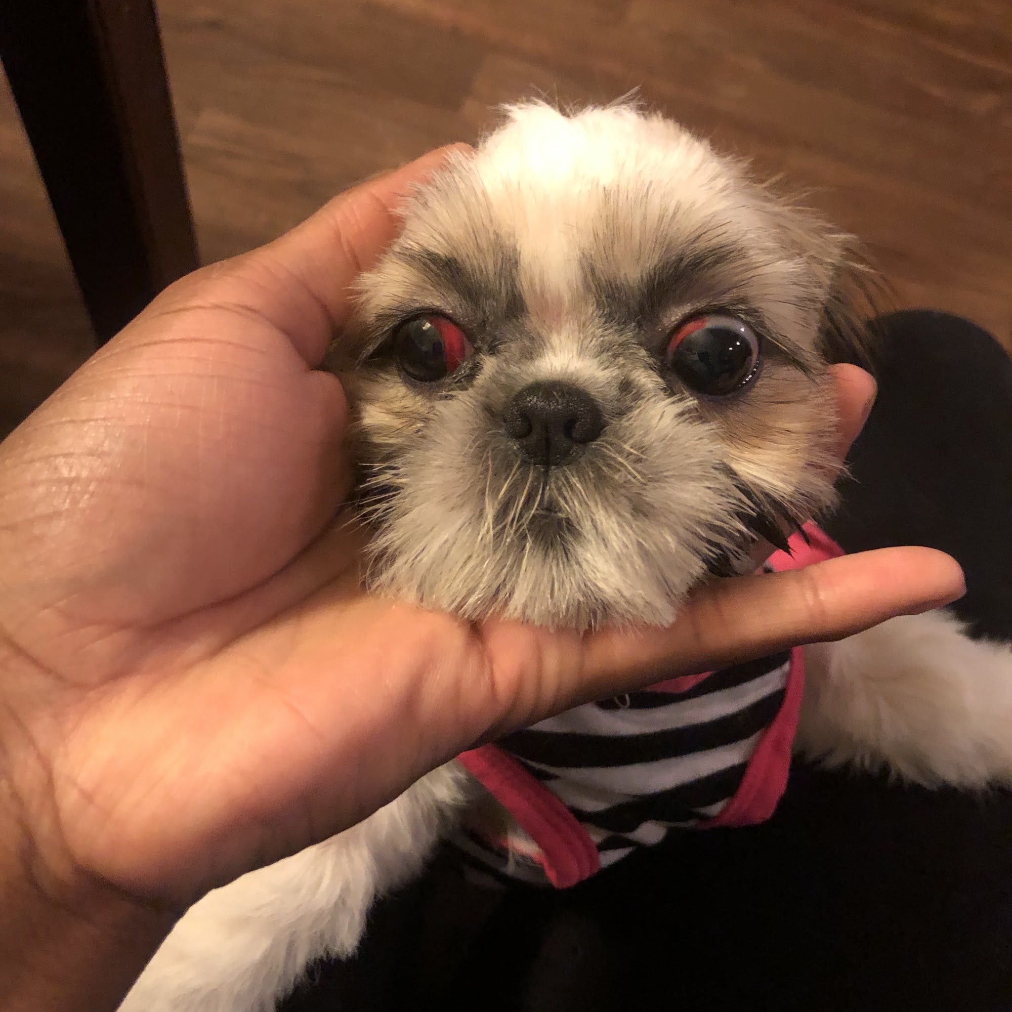 Northside Veterinary Clinic Muskogee