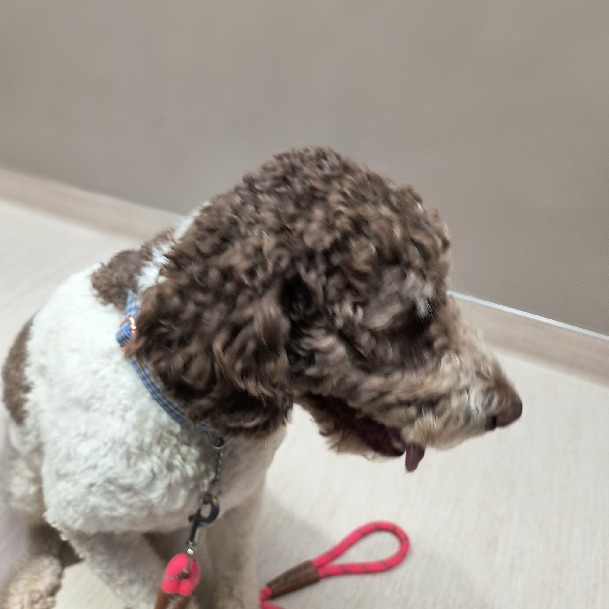 Honor Heights Veterinary Clinic Muskogee